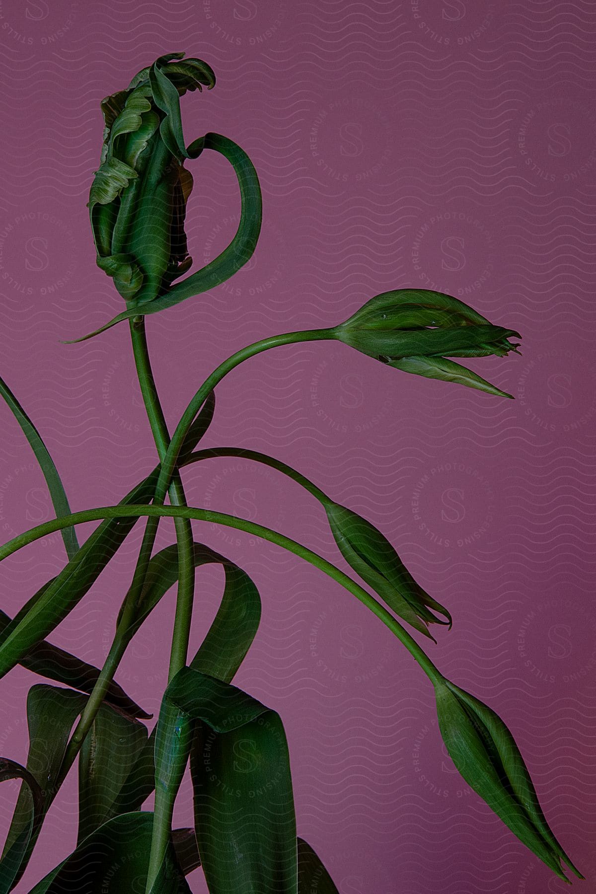 A green plant with long stems is arranged in front of a pink background.