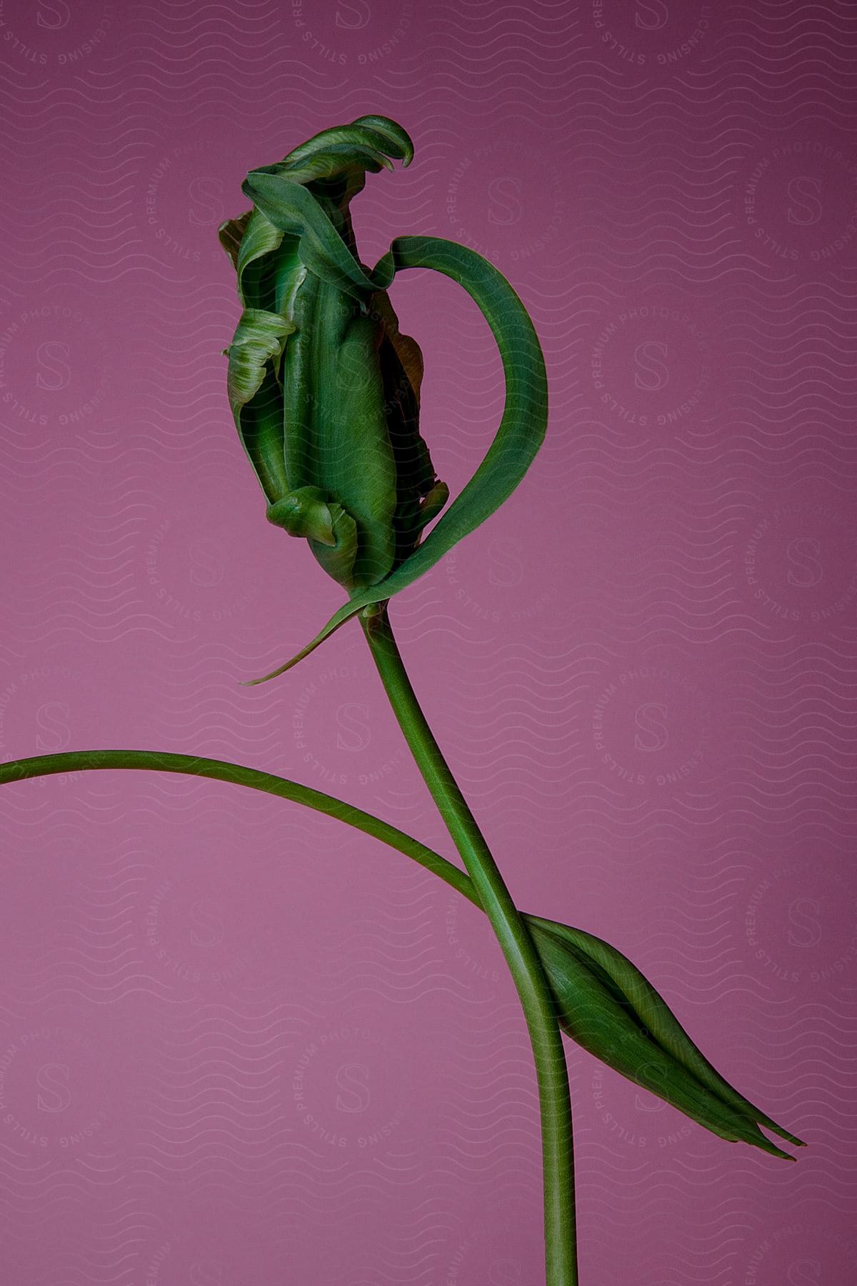 Still life of a green sprout of a plant on a pink background