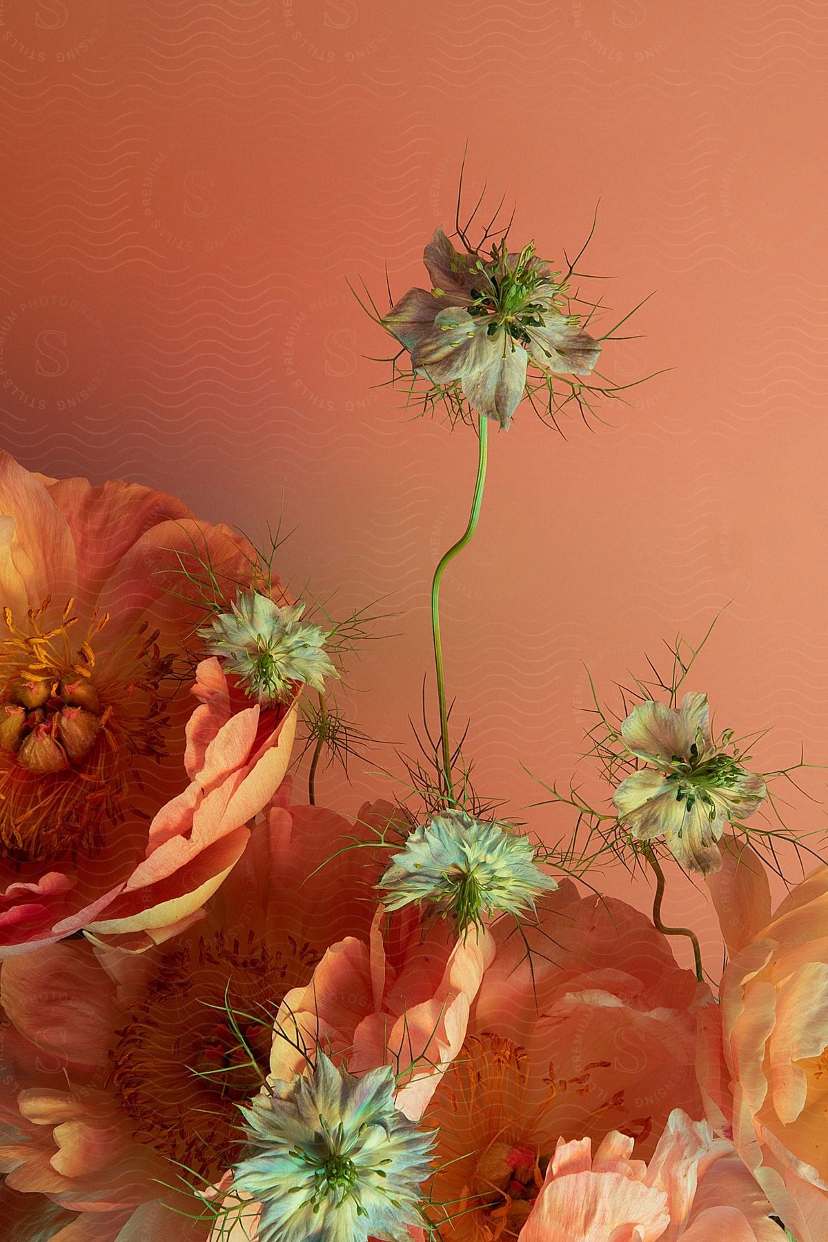 Flowers with orange petals and white flowers with crooked stems