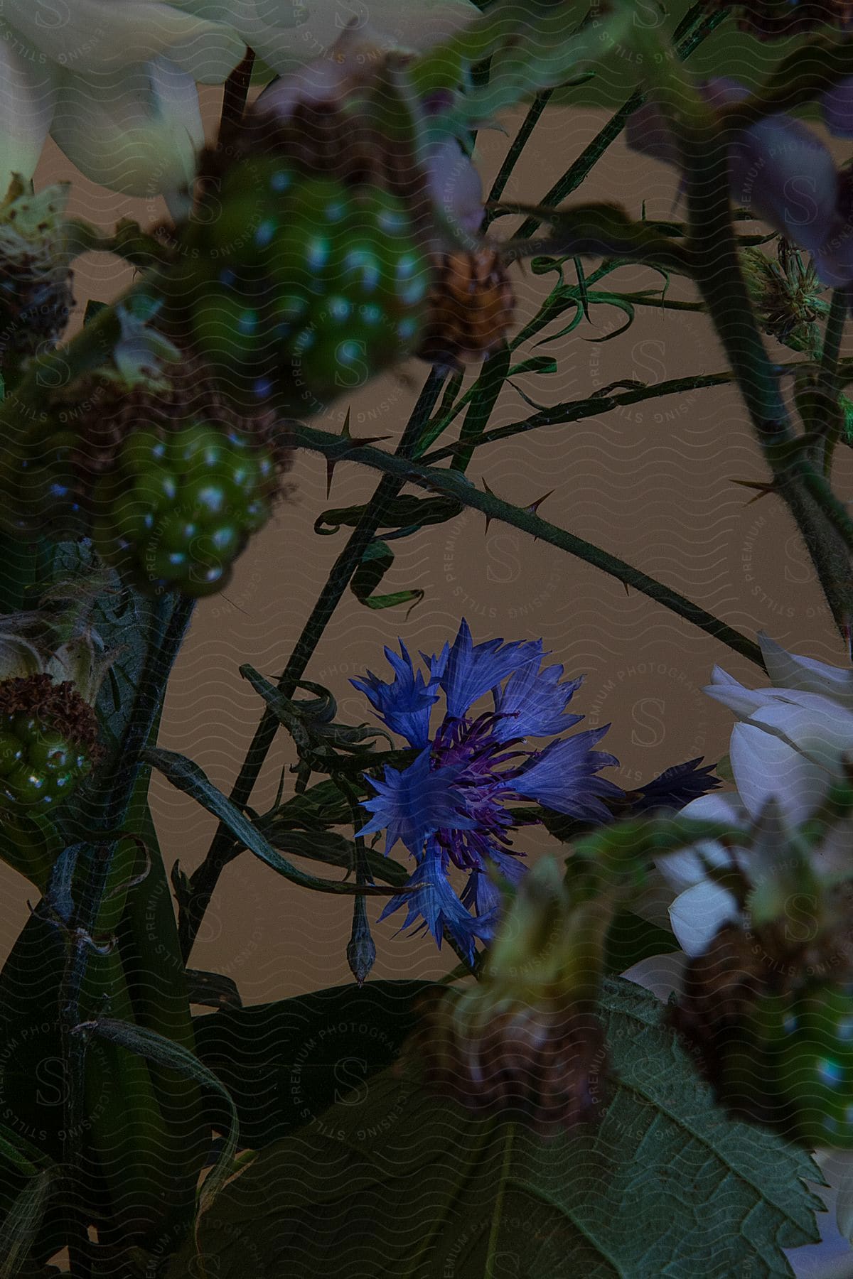 Close-up of various plants, including flowers and fruits, with a vibrant blue flower, while green fruits are unripe berries.