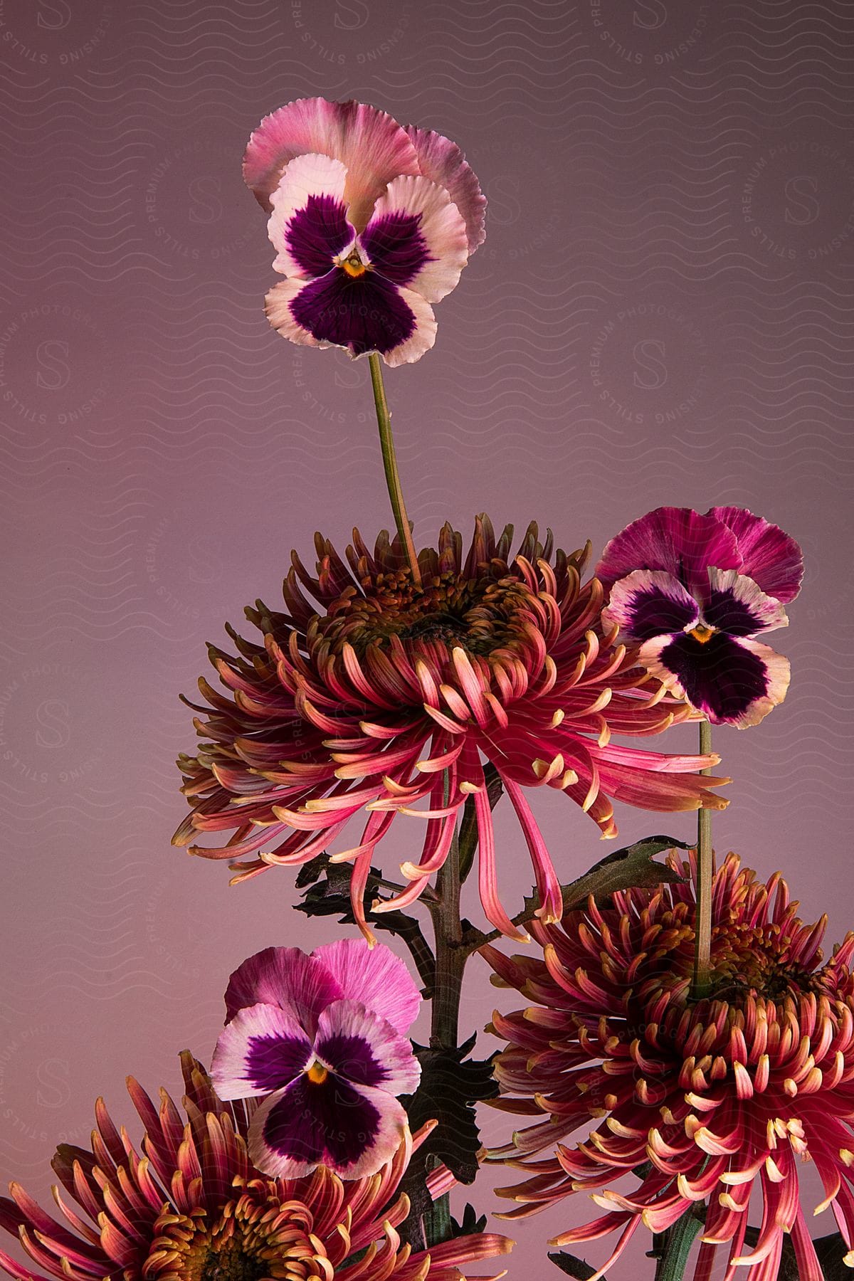 Two species of flowers being pink and violet in color on a blurred background with a tone that contrasts with the flowers