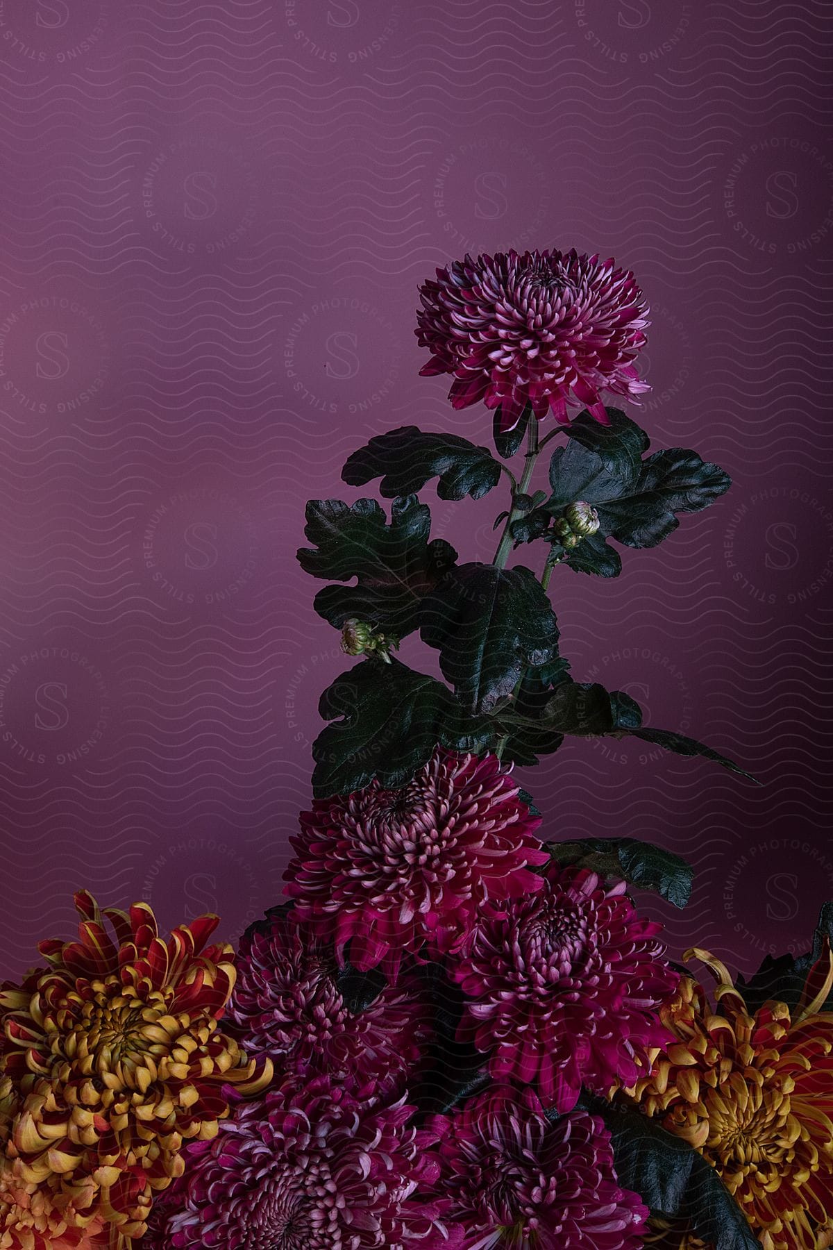 flower bouquet in a purple background