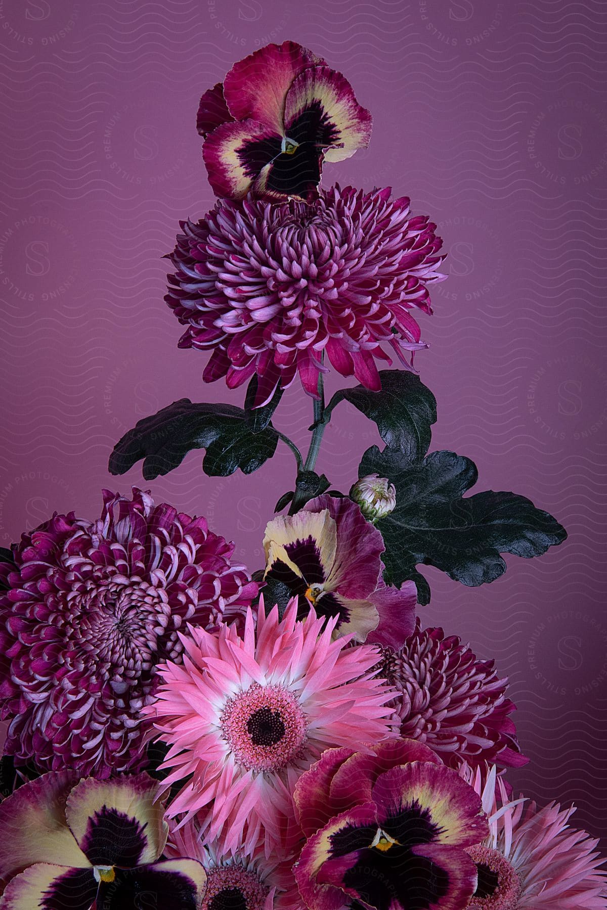 A bouquet of pansies and dahlias are arranged in front of a purple background.