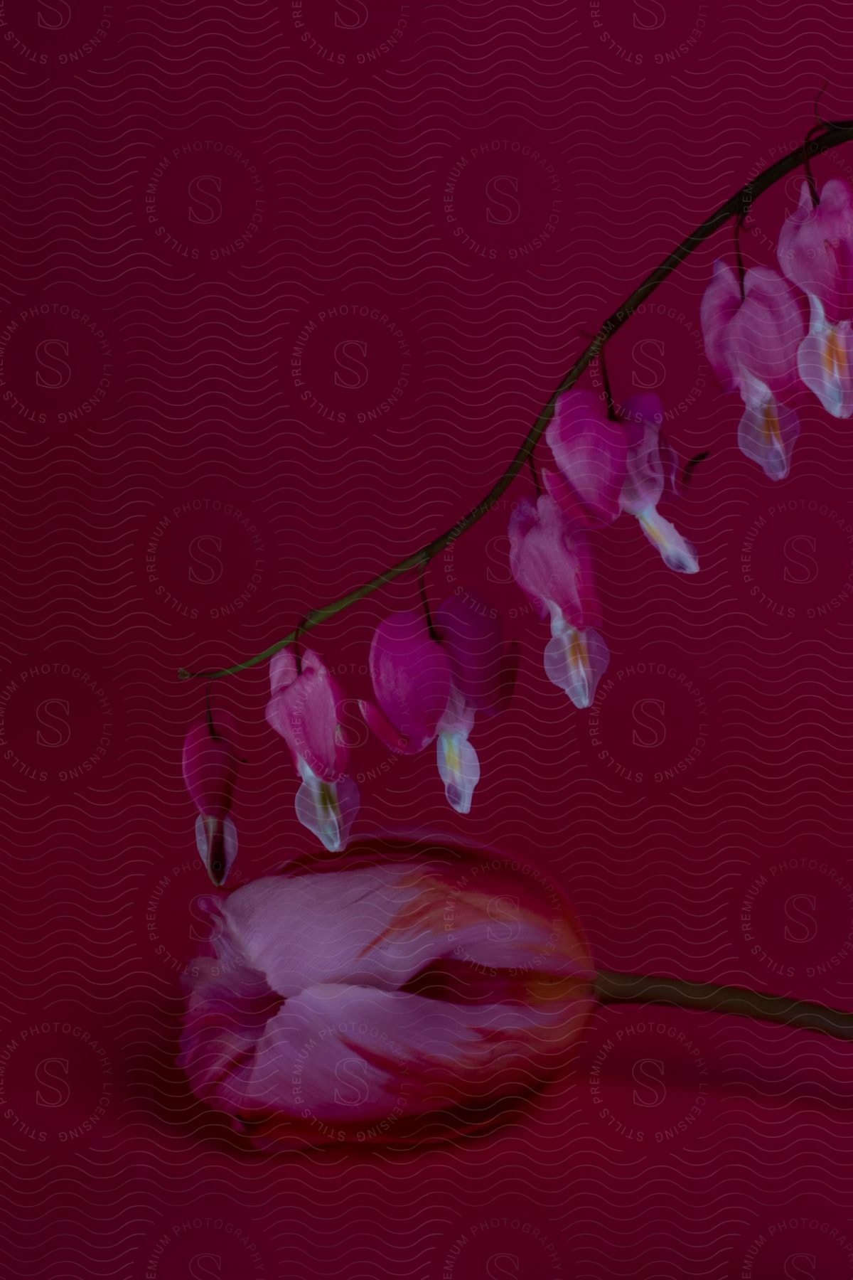 A bleeding heart stem is above a pink tulip laying on its side.