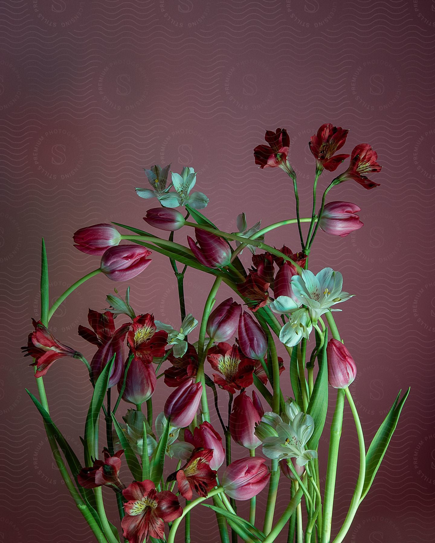 A bouquet of red and white flowers are arranged against a dark pink background.