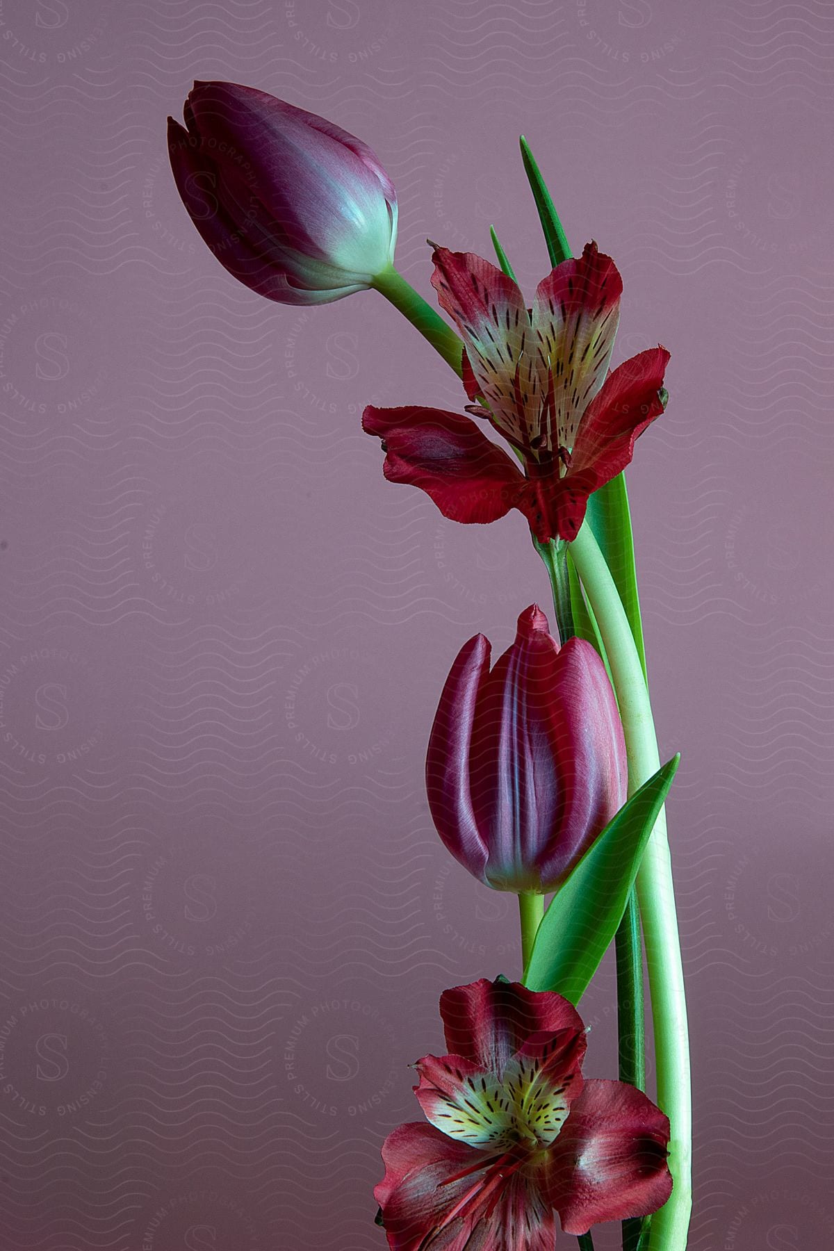 Close-up of the stem and the full-blown flower with purple buds on a blurry background.