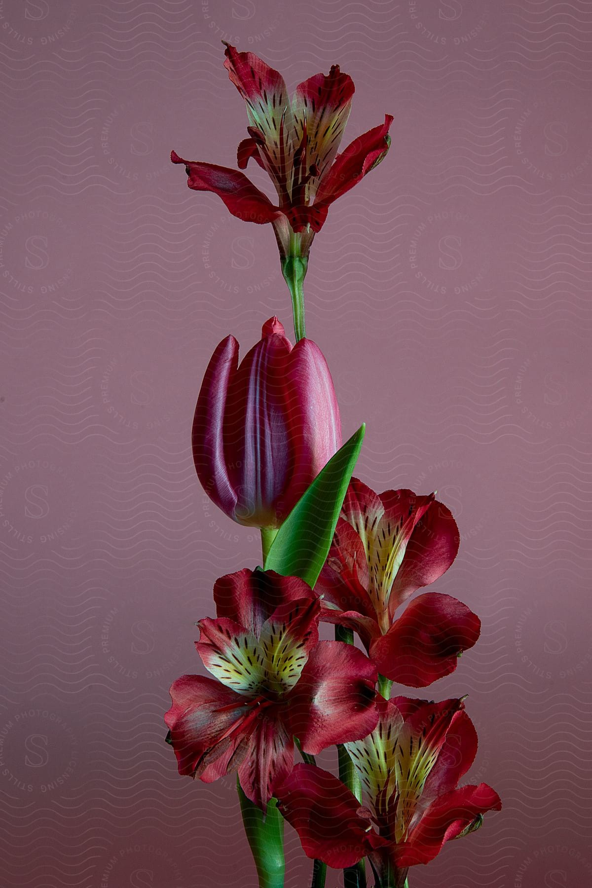 A Plant With A Green Stem And Red Flowers With A Yellow Center With Some Streaks And A Light Pink Background