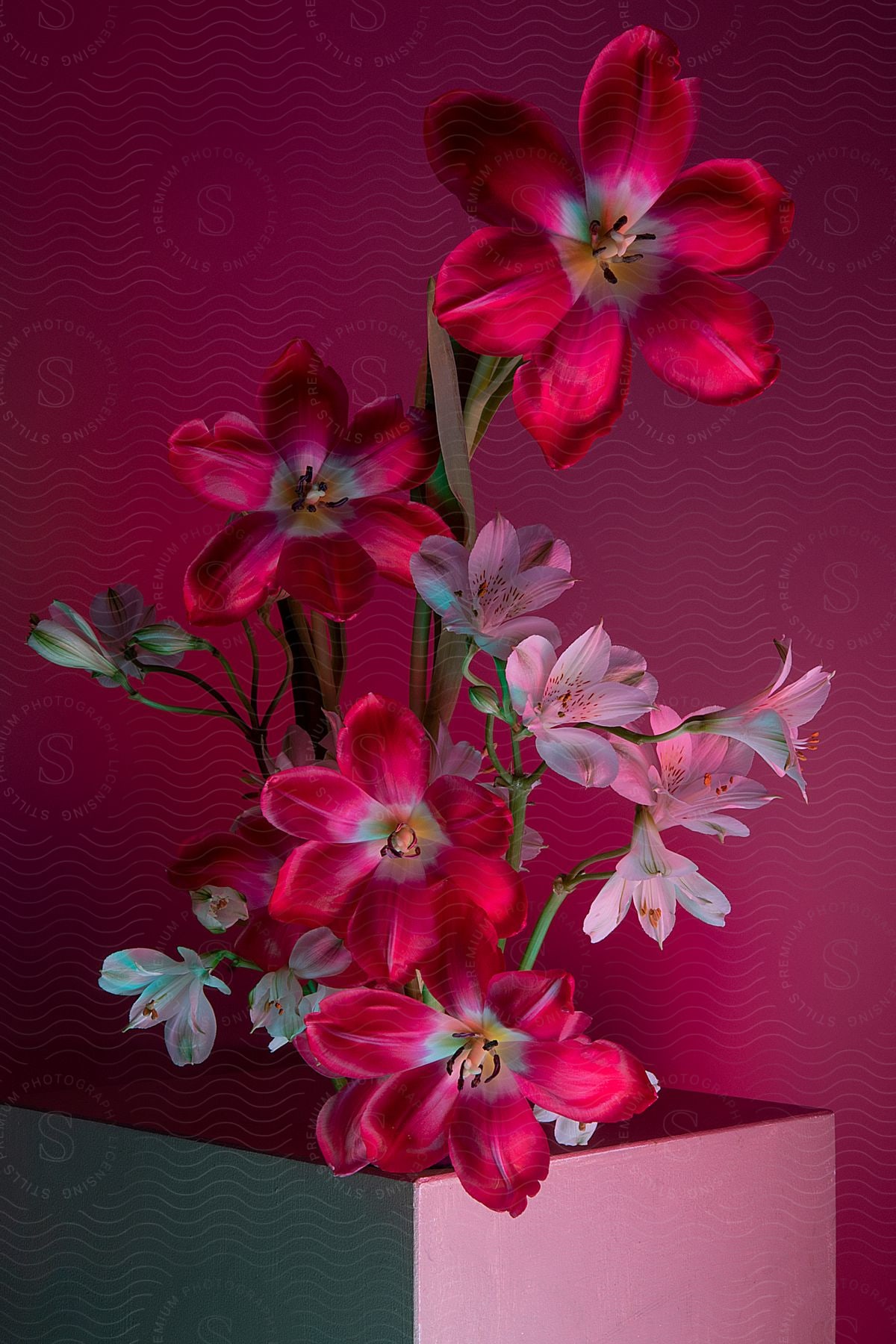 White vase with white and pink flower orchids on a contrasting pink and blurred background.