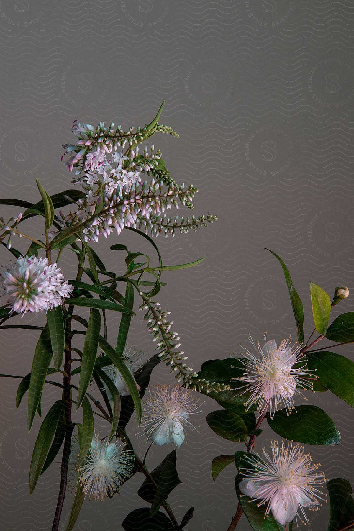 Boxleaf eugenia flower arrangements in a gray room.