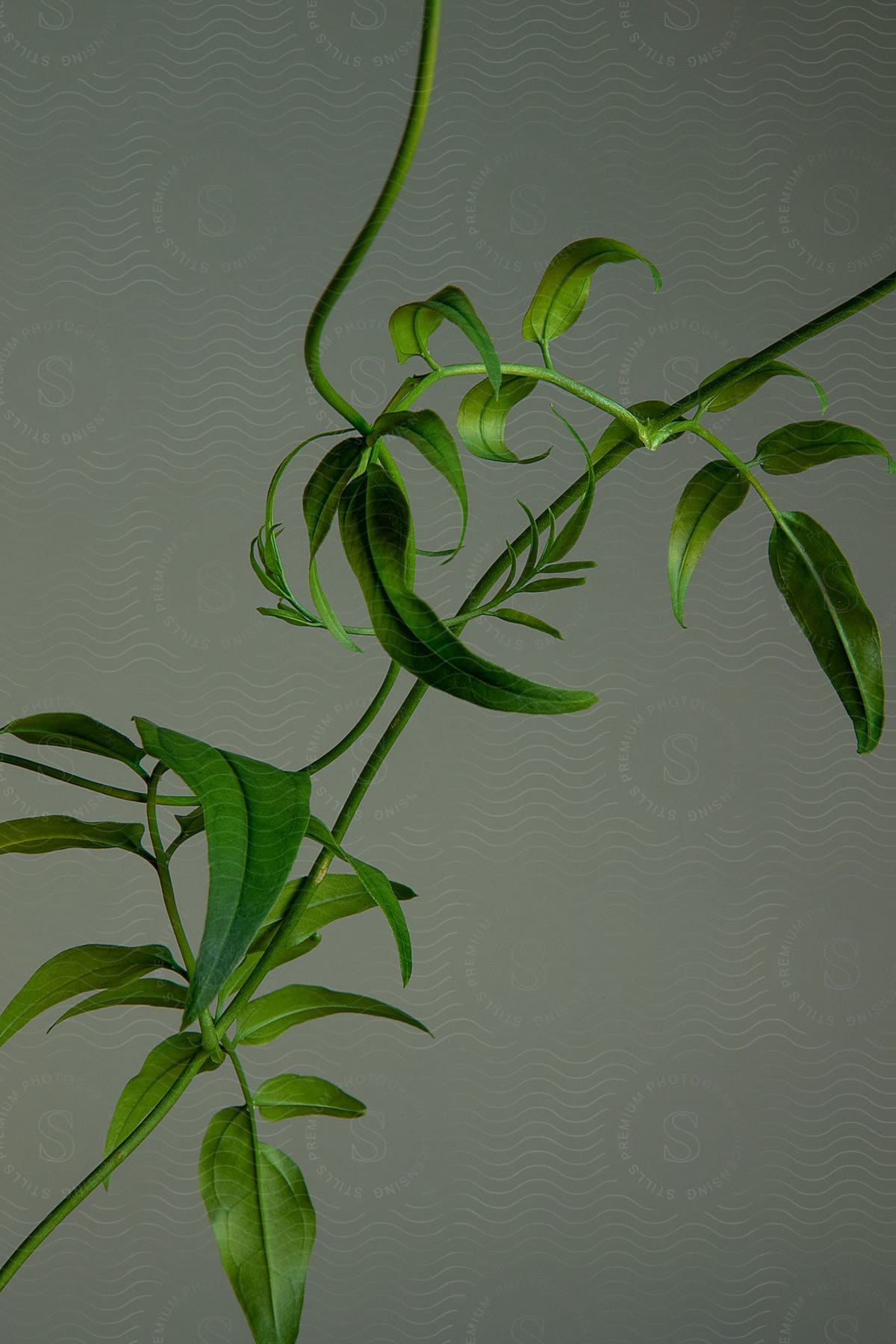 Green plant with its leaves