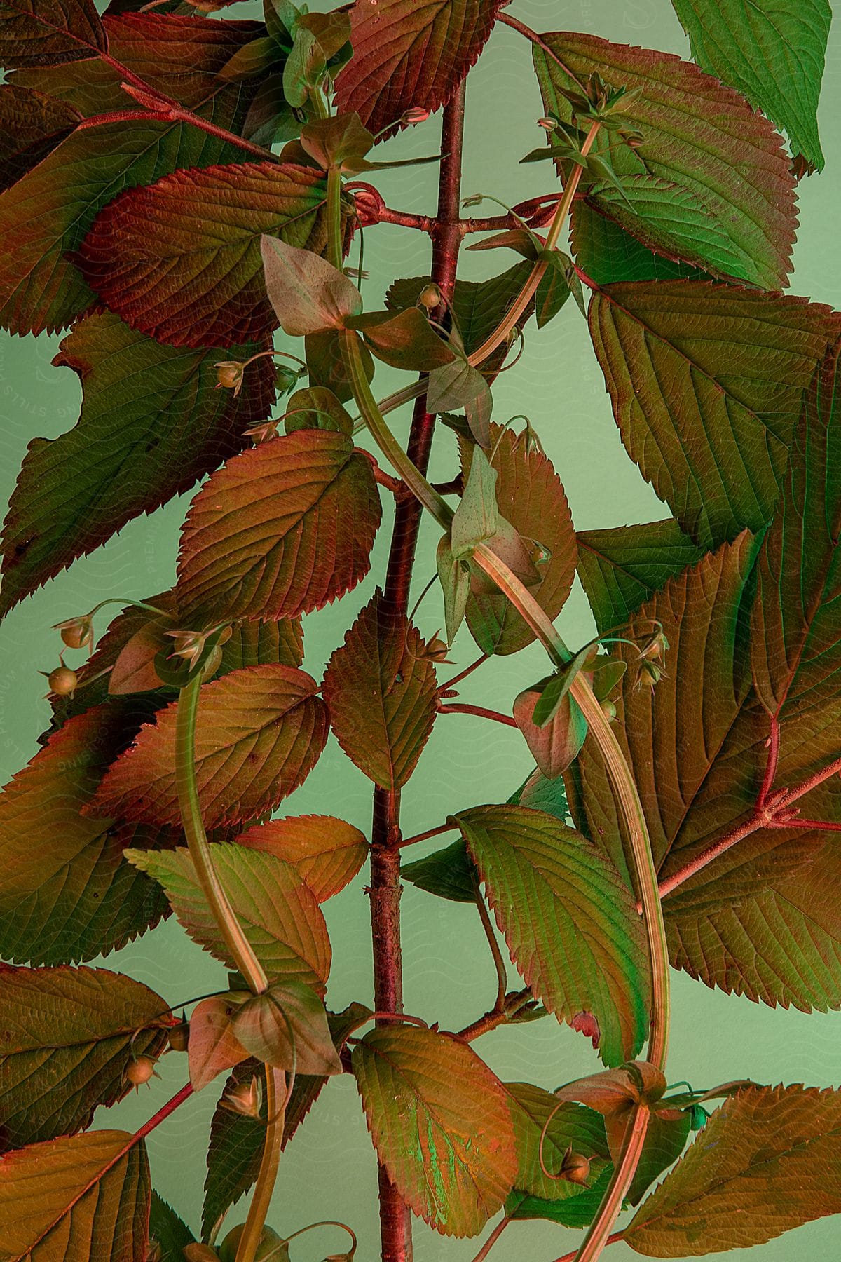 Close up has a branch with greenish leaves and small buds on a light green background