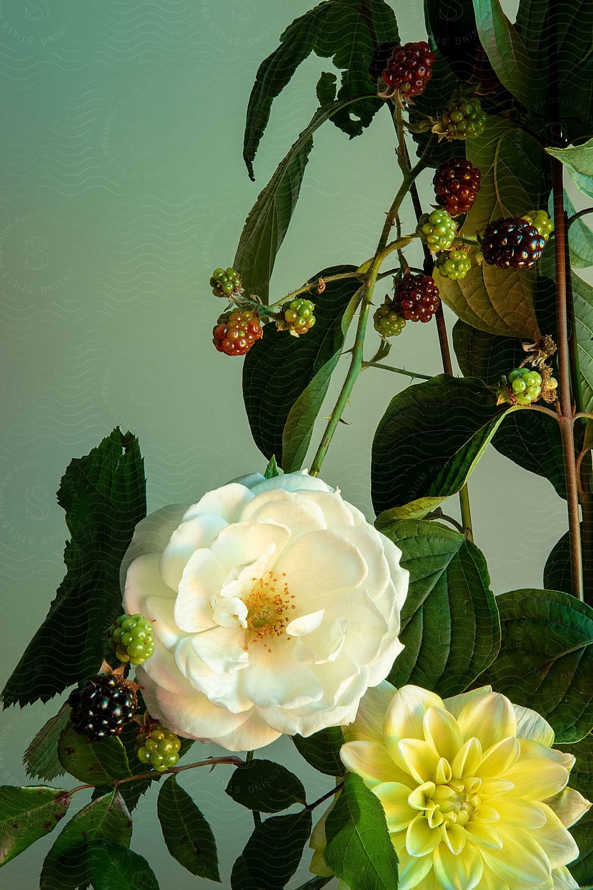 An arrangement of white and yellow flowers, as well as unripe blackberries.