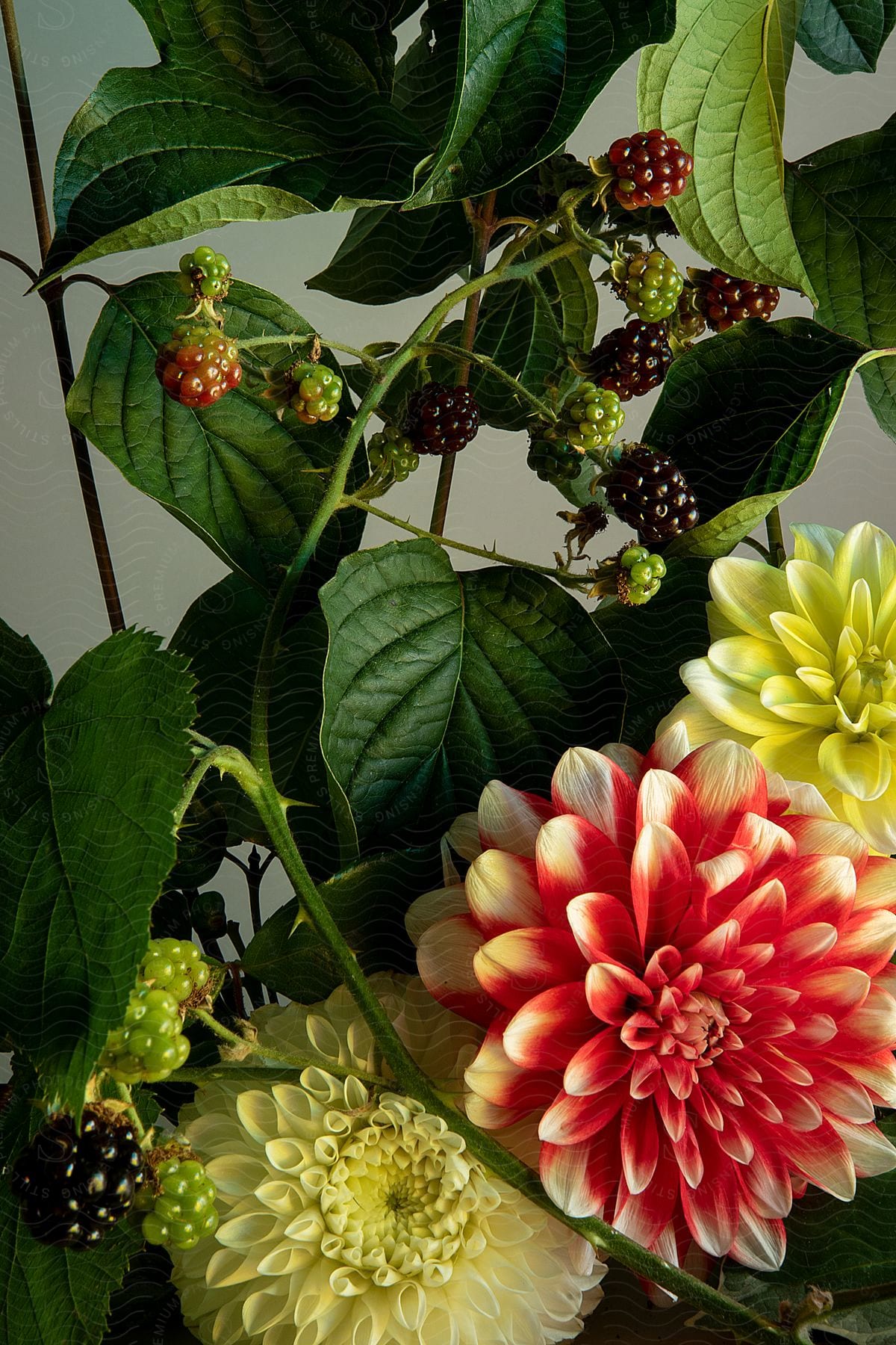 a garden with flowers and berries