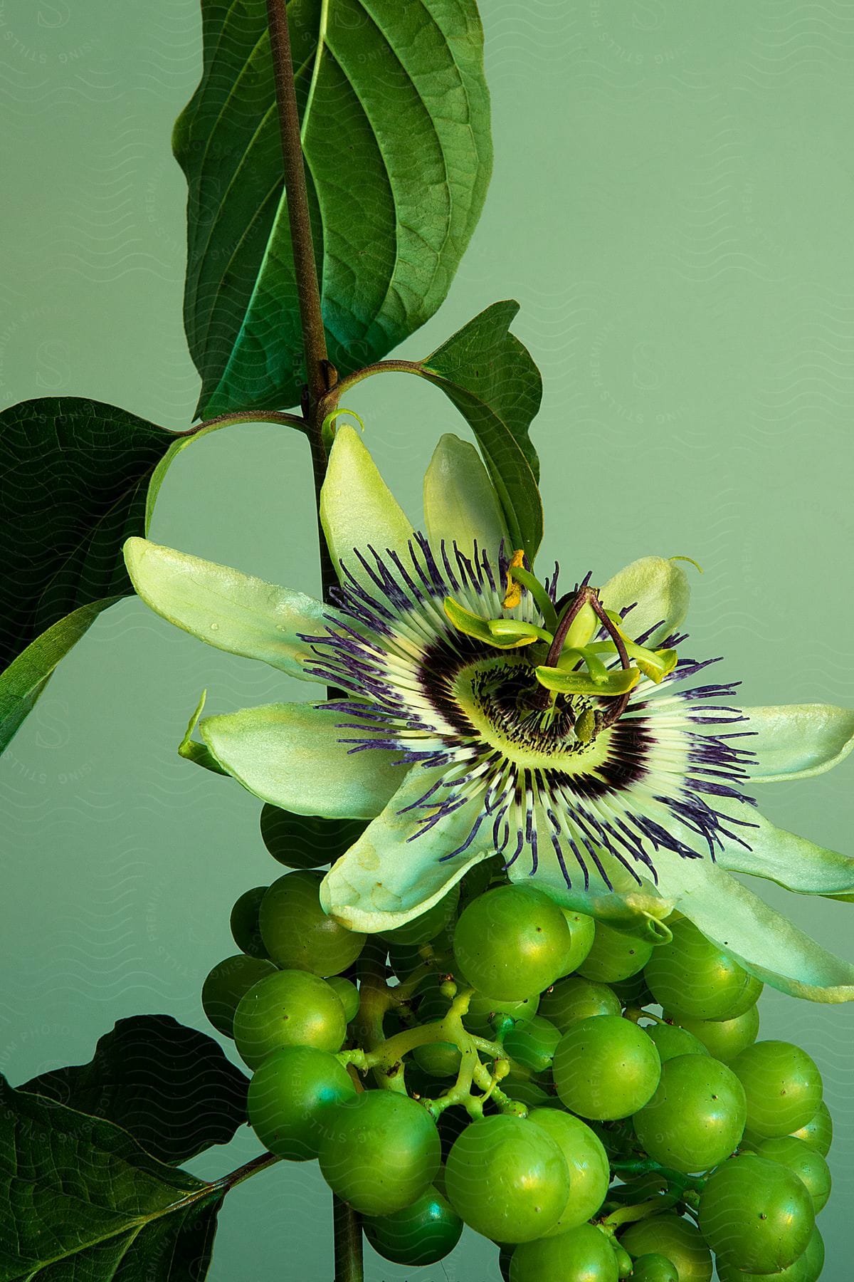 Stock photo of a flower plant with green berries under