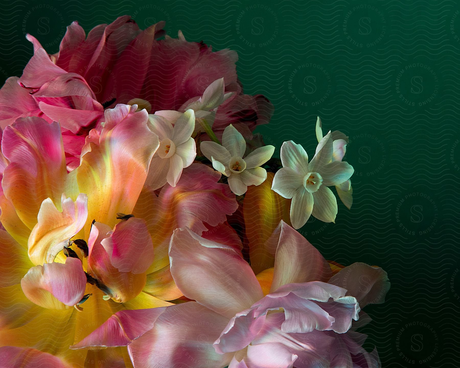 Bouquet of flowers composed of tulips and daffodils on a dark green background creating a striking visual contrast.