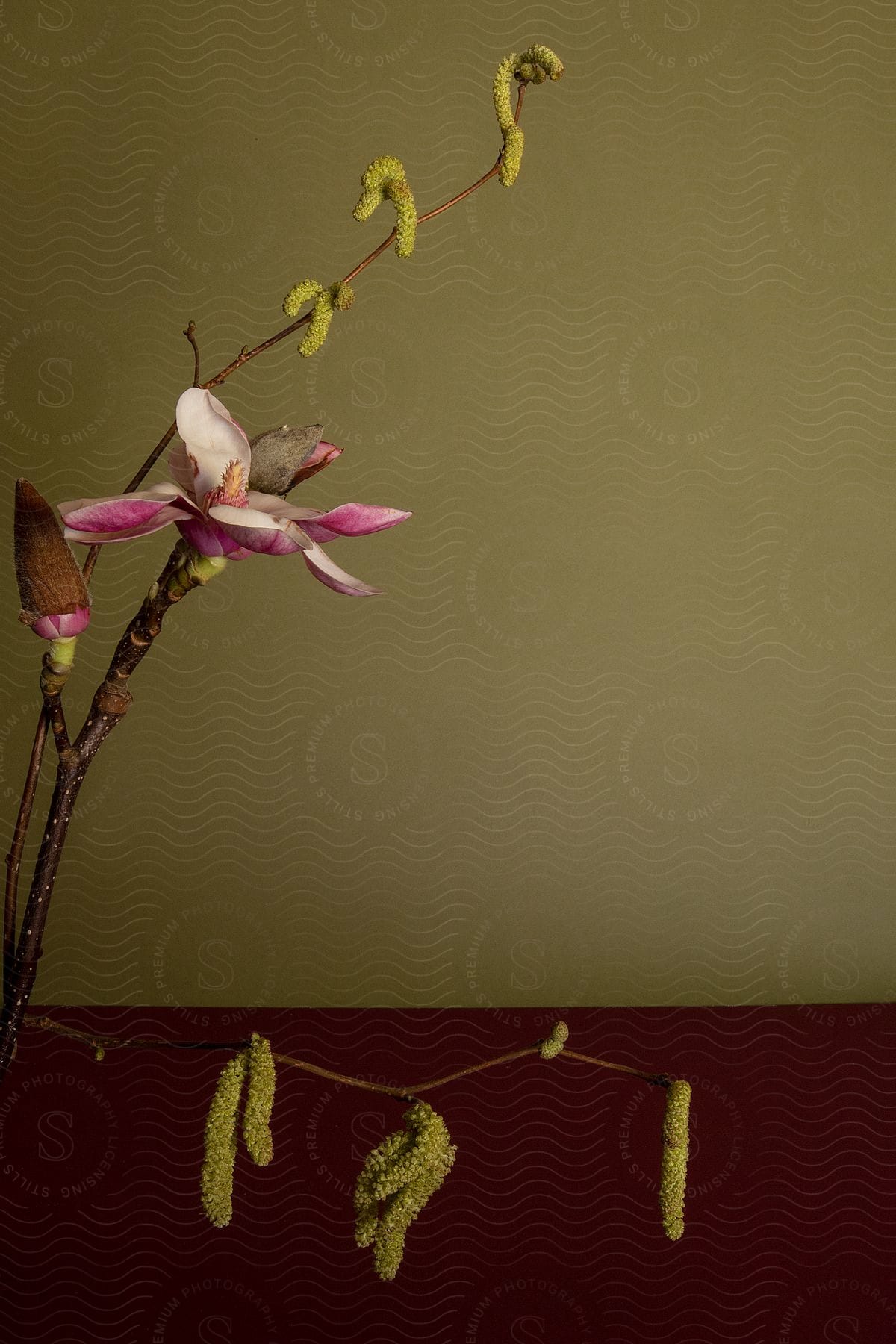 Pink and white petals begin to open on a long plant stem with green buds.