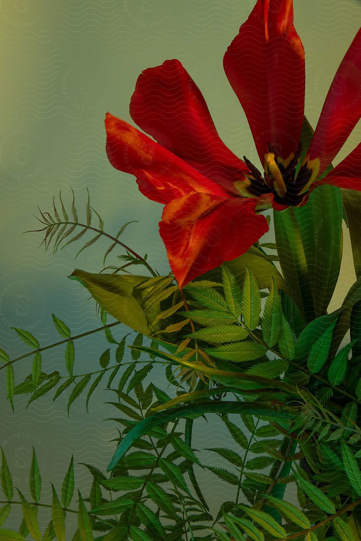 Vibrant red flower with green leaves and surrounded by dark green foliage, creating a contrast on a soft, blurred background.