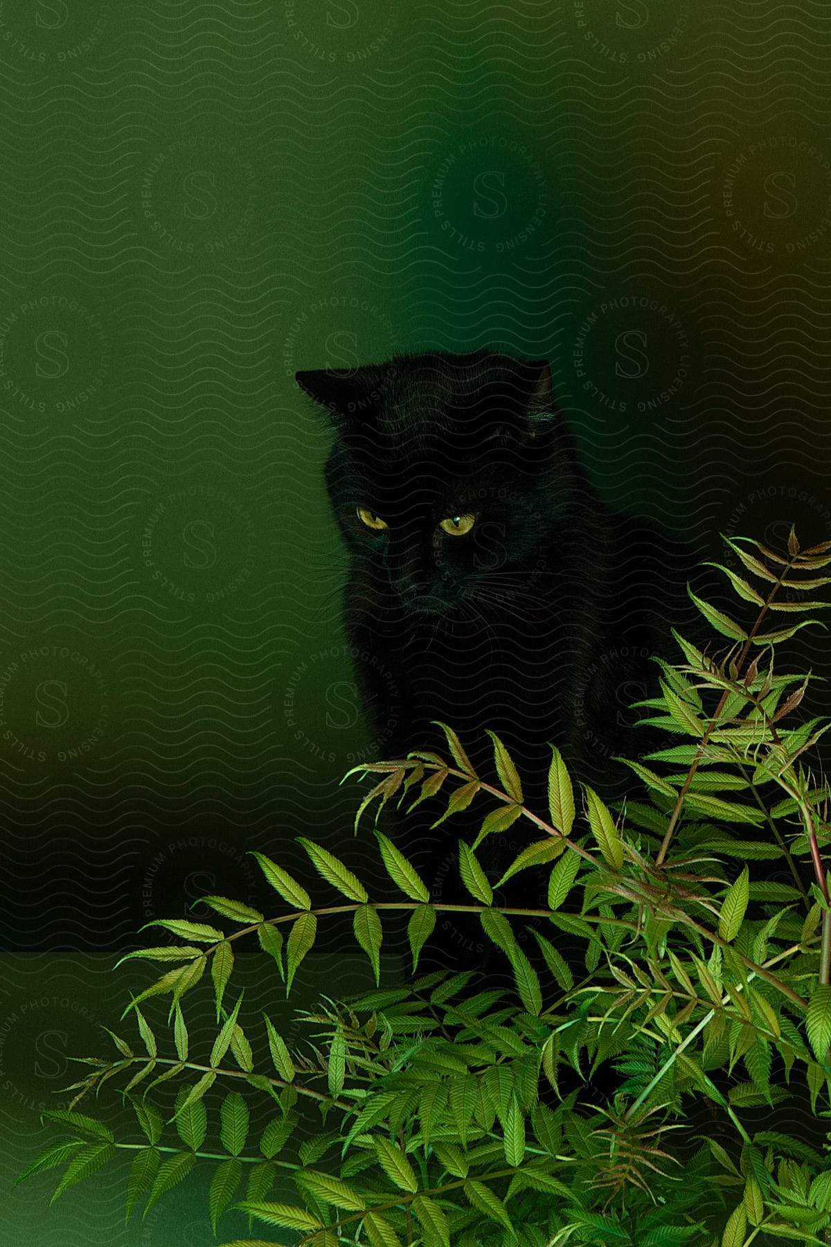 A black cat with yellow eyes looking at a green plant in a black and green environment