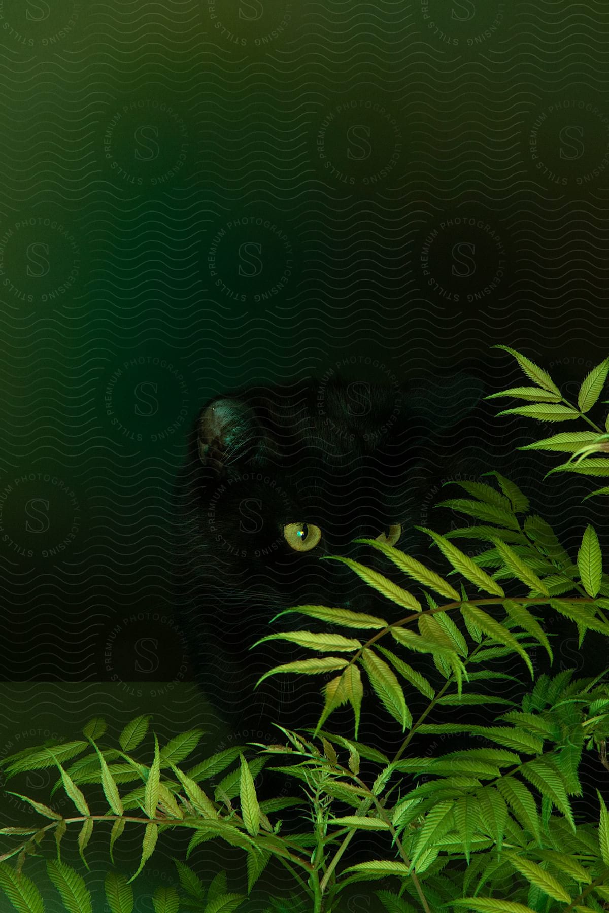 A black cat peering through green leaves with one yellow eye visible