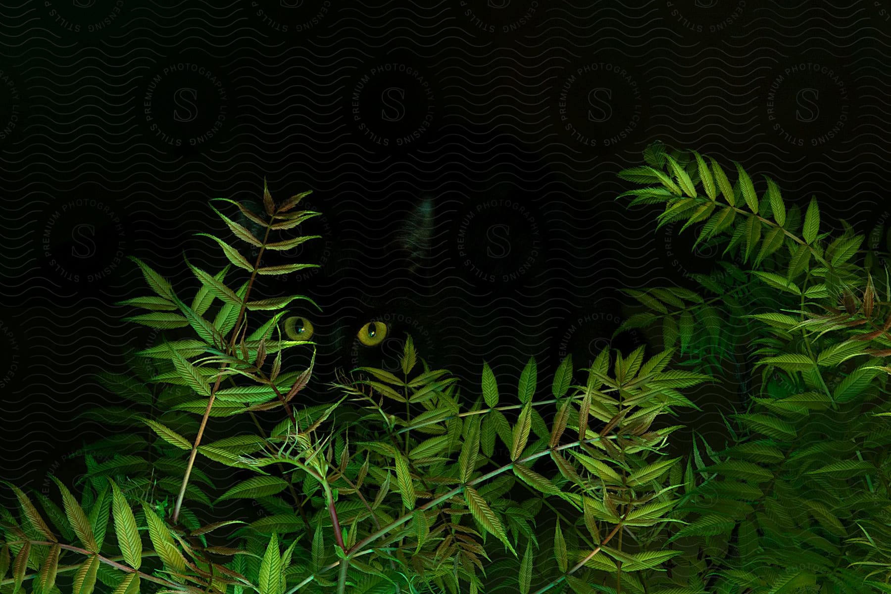 Stock photo of light shines on tropical plants in the darkness