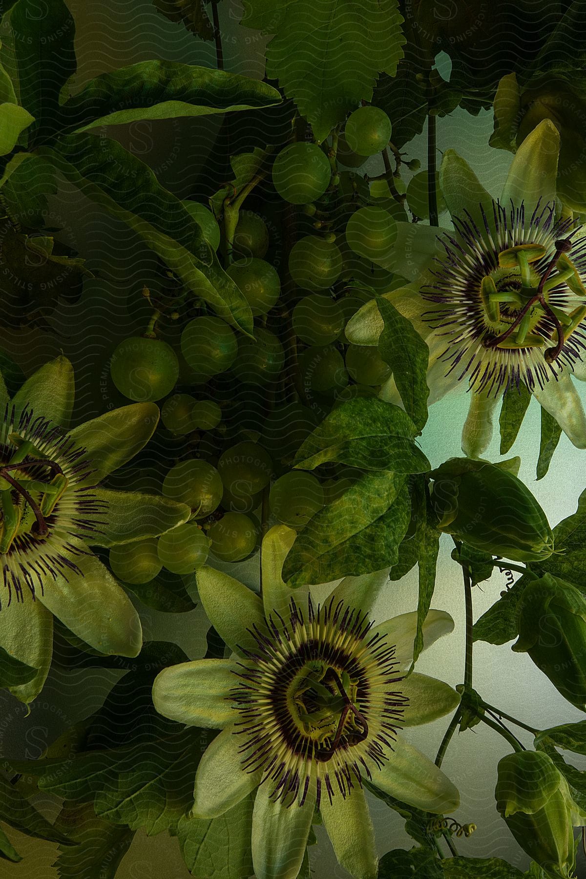 Green grapes and leaves with flowers