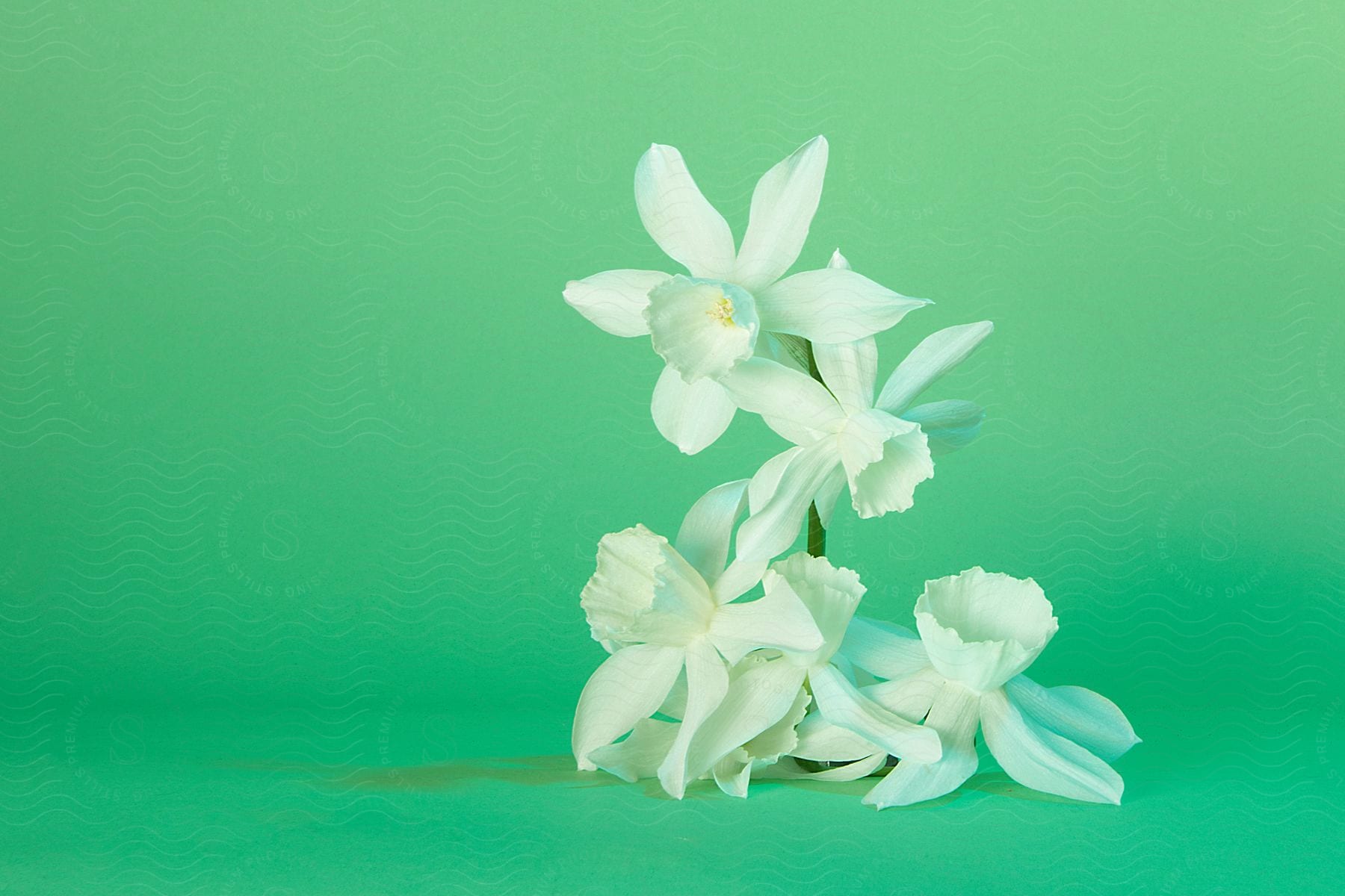 White flowers arranged against a green background.