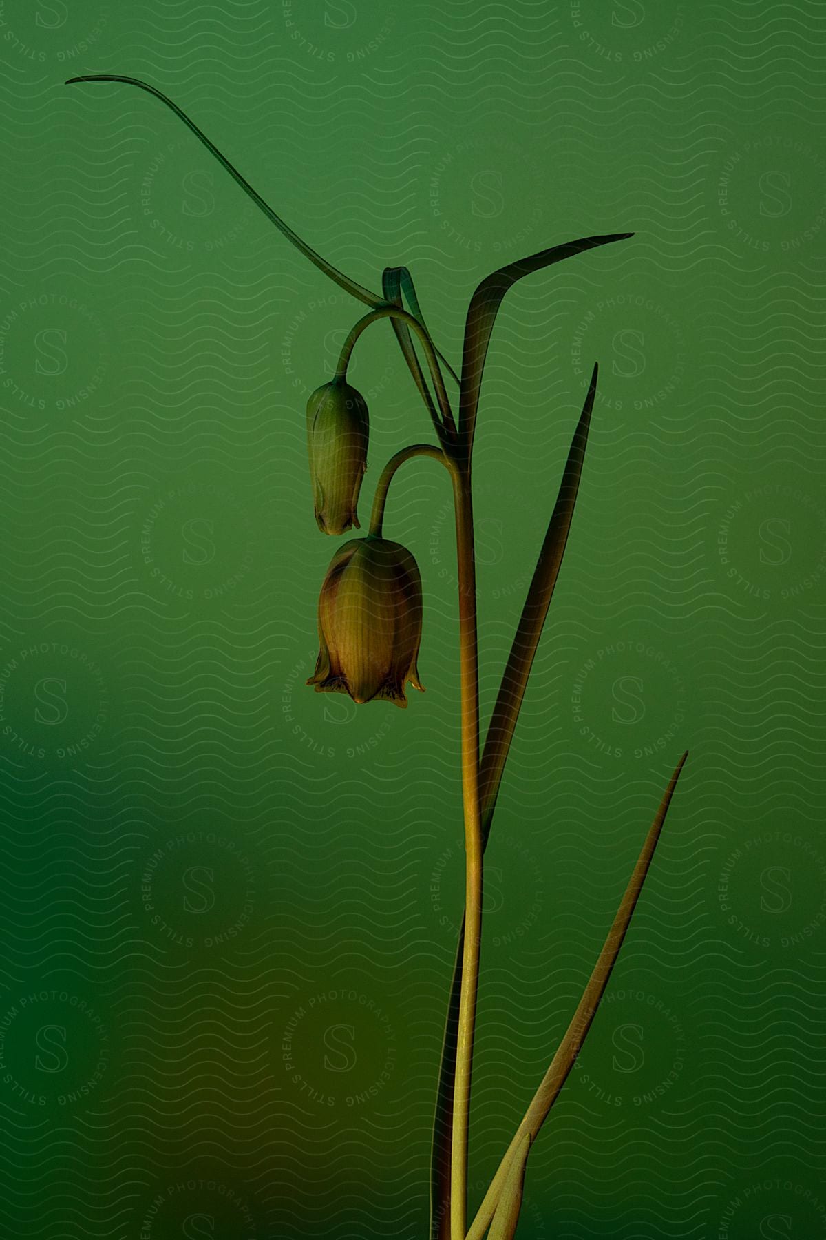 A pair of drooping blooms on a bare stalk.