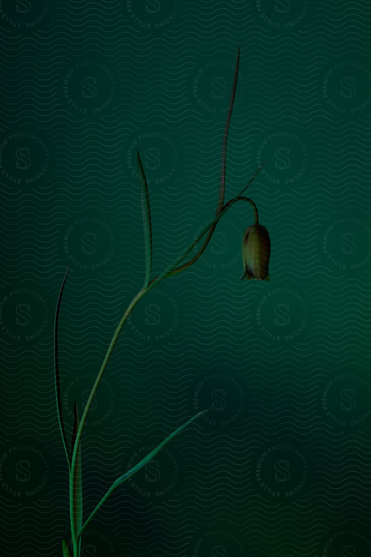 Plant with single yellow green flower contrasts slightly with dark green background.