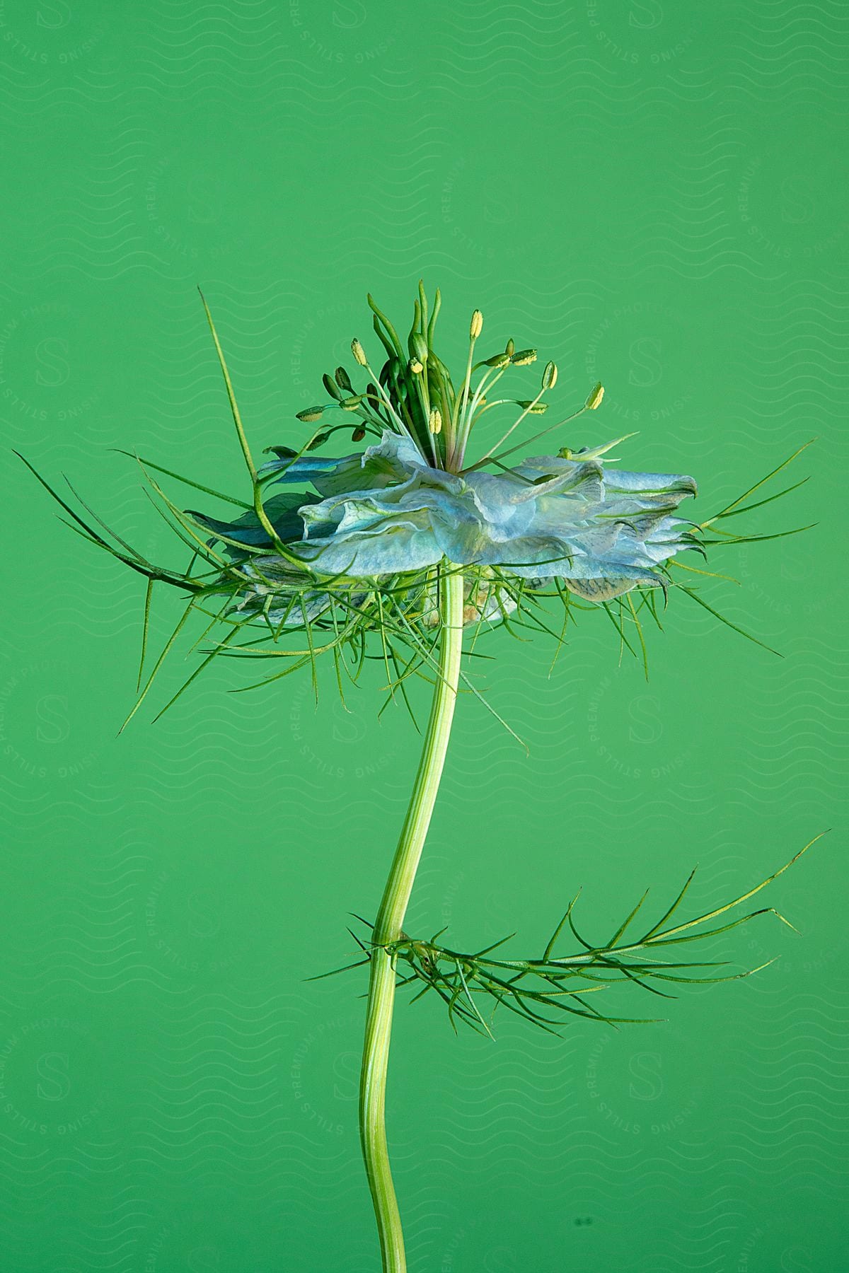 flower arrangement in a green background