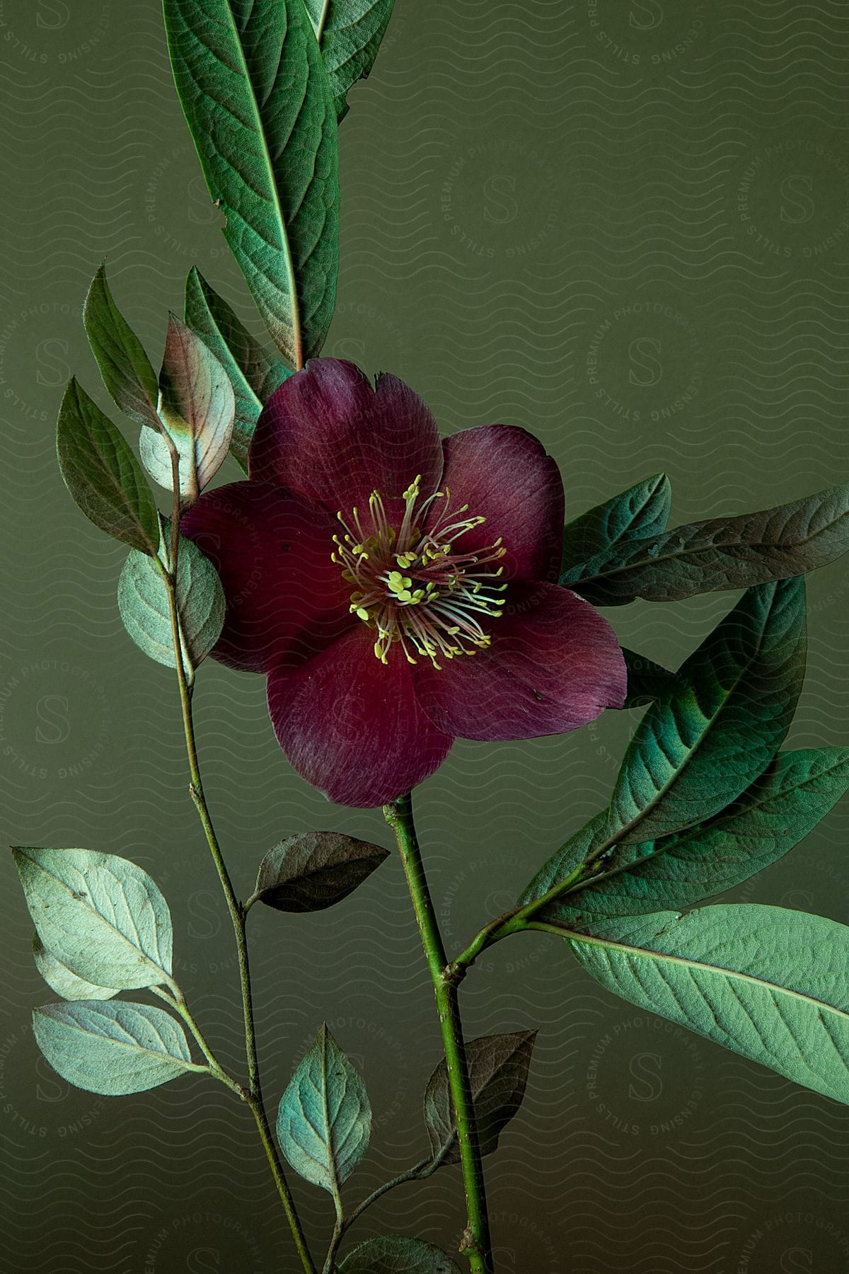 Still life of a flower with dark purple petals and its branches with greenish foliage