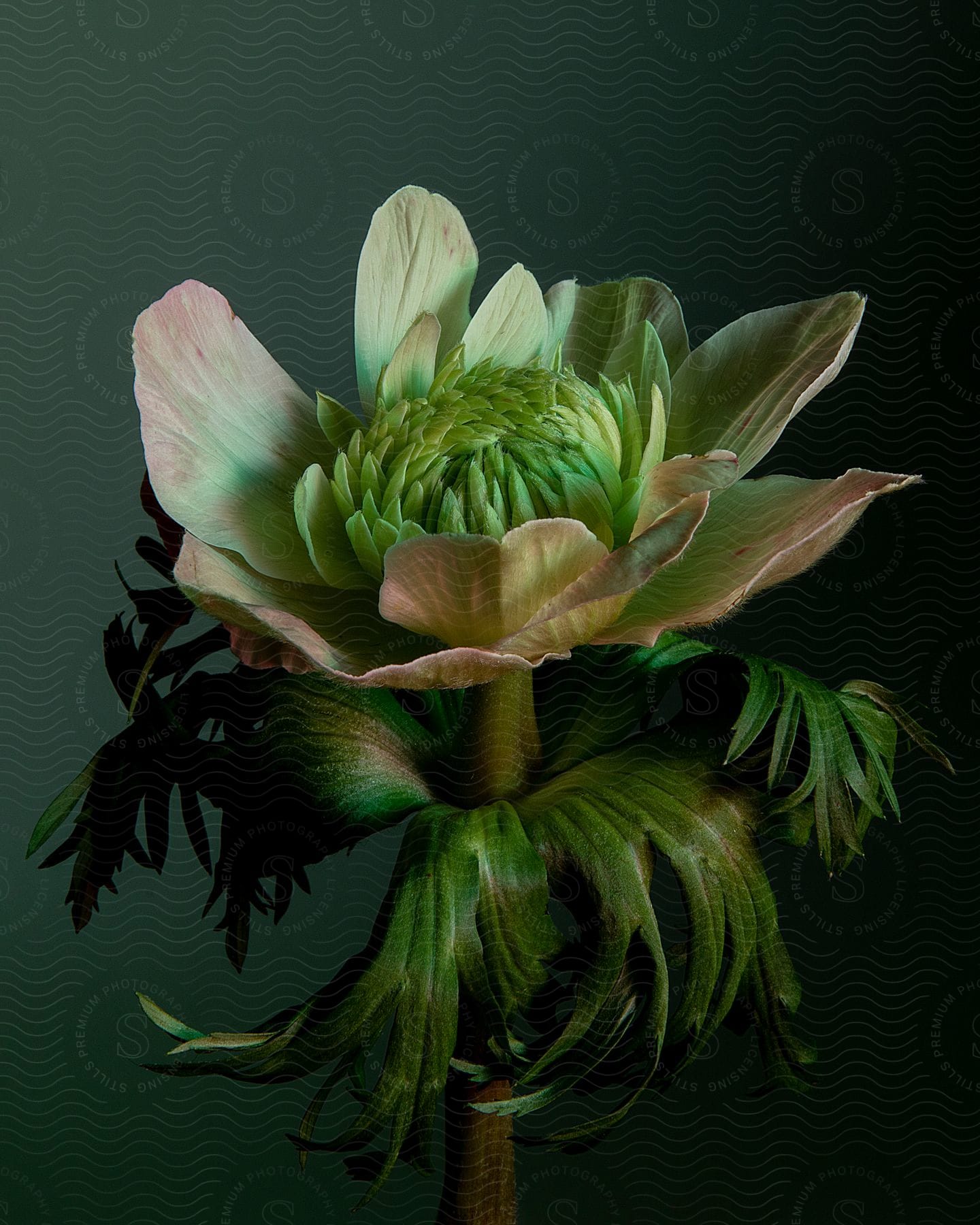 A green flower isolated against a dark background and the petals are opening, revealing a green colored center.
