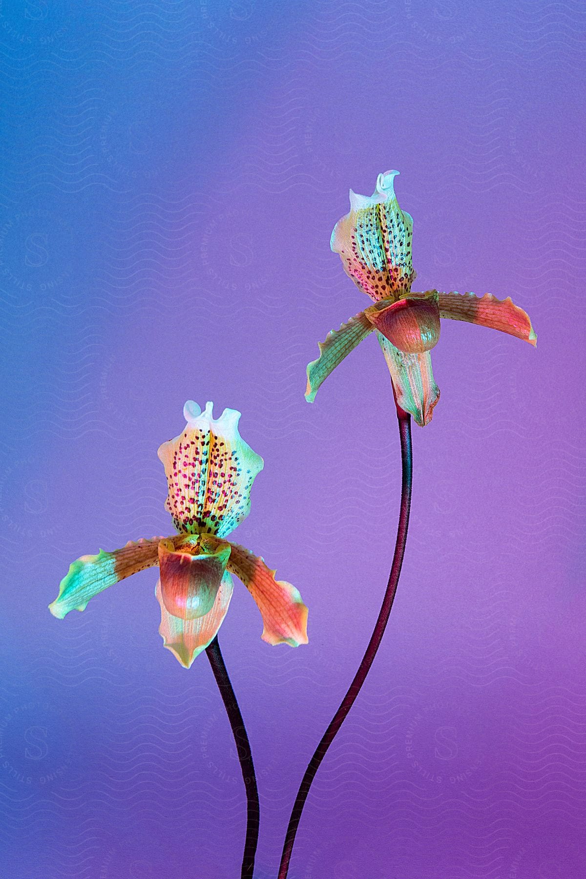 Two speckled flowers are arranged against a purple background.