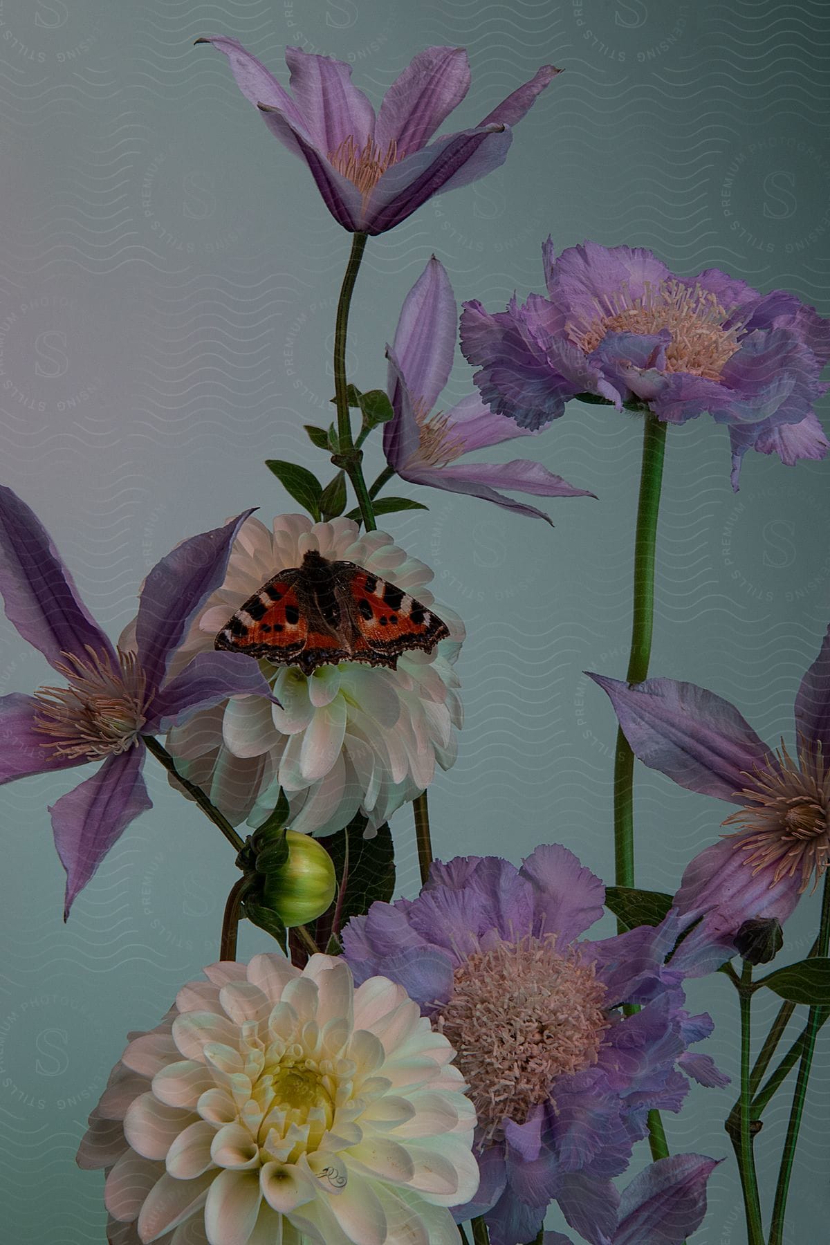 a close-up of a butterfly with orange and black wings perched on a cluster of pink and purple flowers.