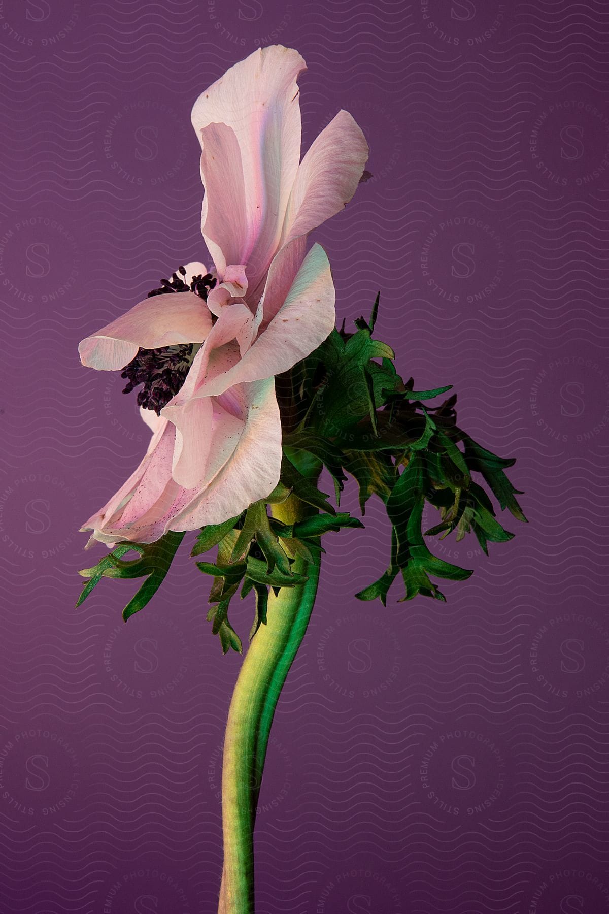 A purple flower on a bright green stalk.