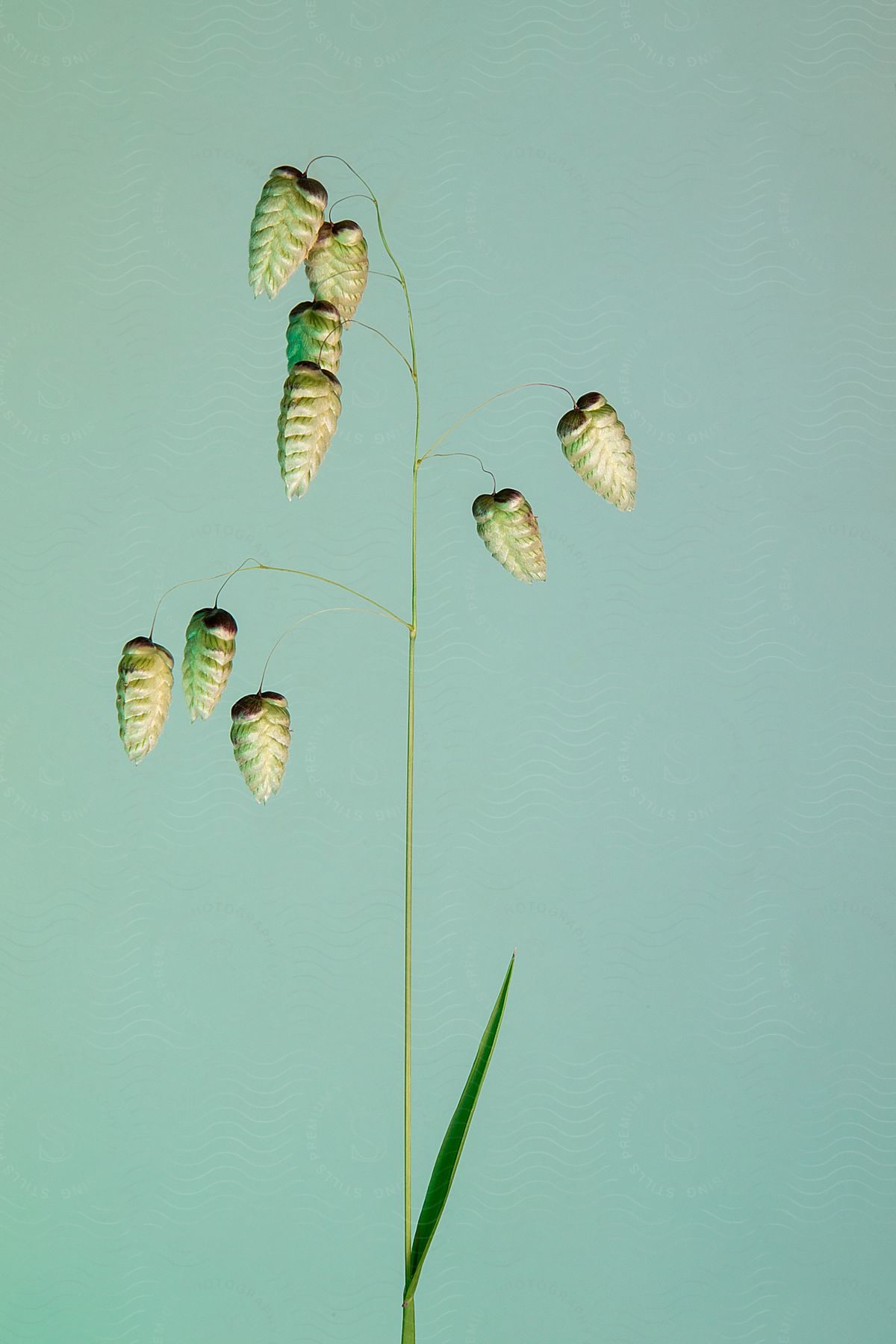 Seed pods drooping from a thin stalk.