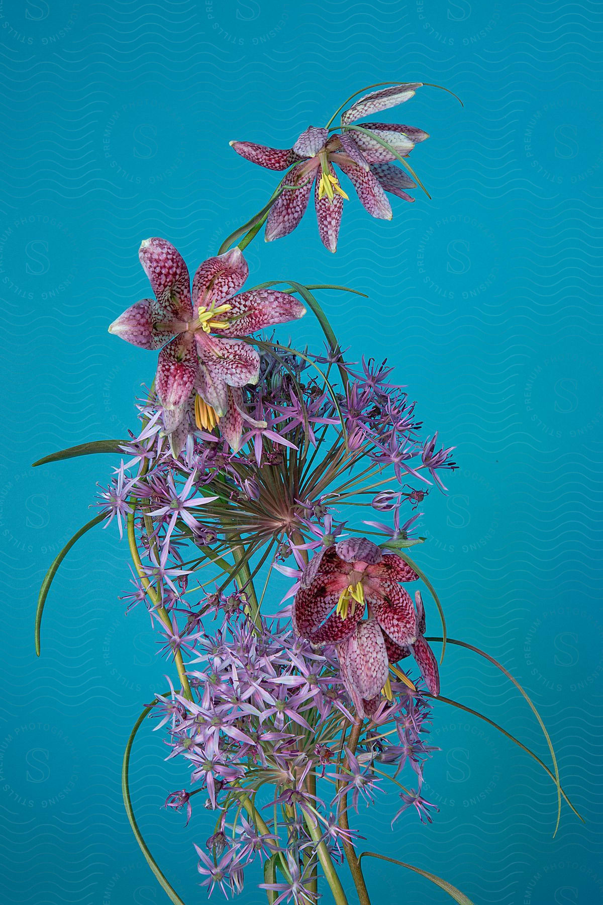 Various vibrant purple flowers against a solid turquoise background