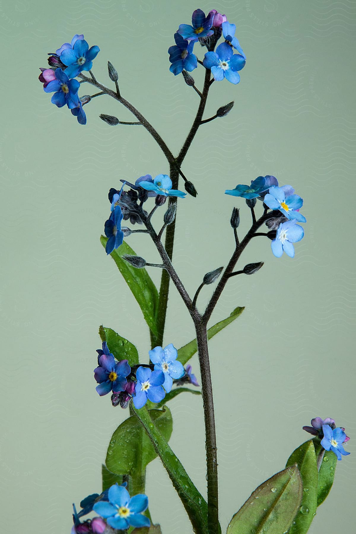 An arrangement of blue and purple flowers.