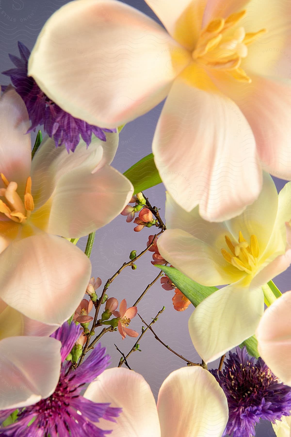 The petals of flowers spread in a colorful flower garden