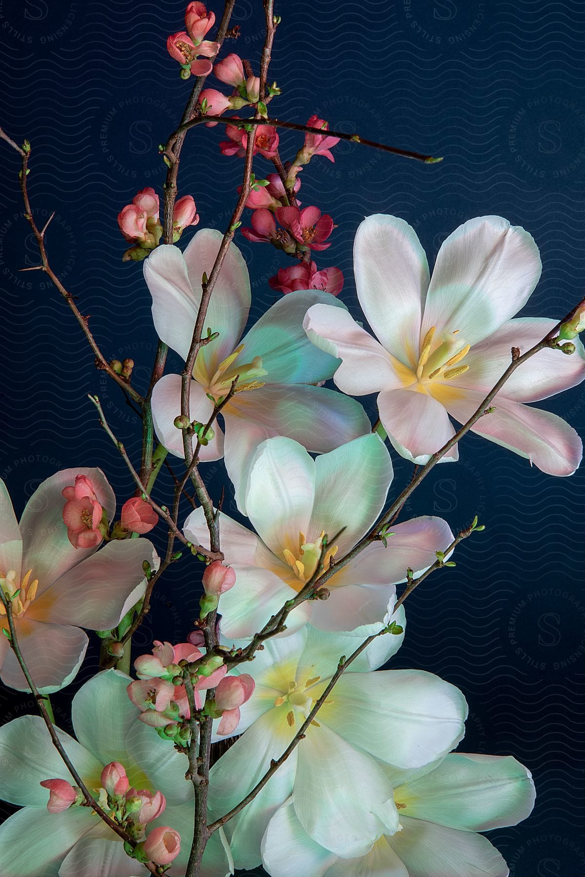 A flower arrangement against a dark blue background, with large white flowers with yellow centers highlighted and branches with smaller pink buds and flowers intertwined.