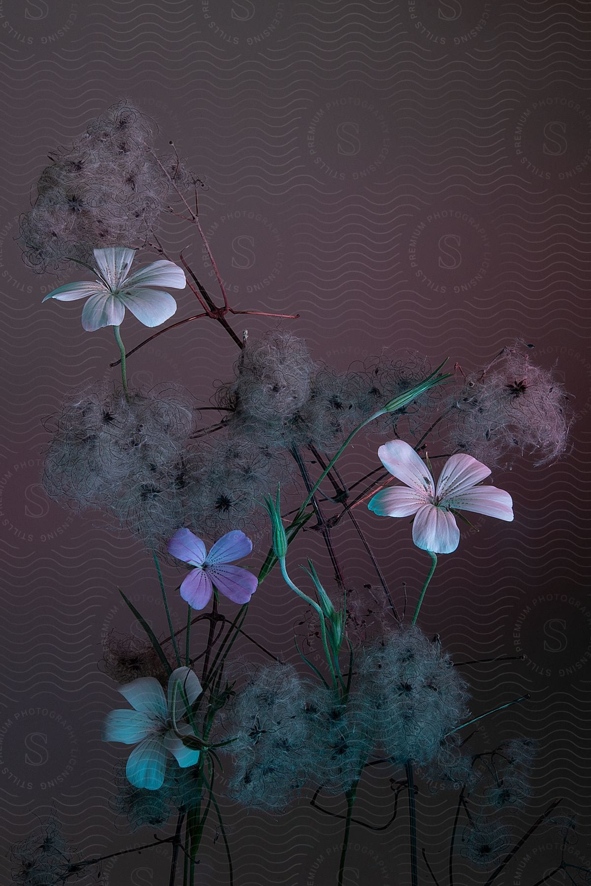 Arrangement of delicate flowers and beautiful seeds, illuminated on a dark background.