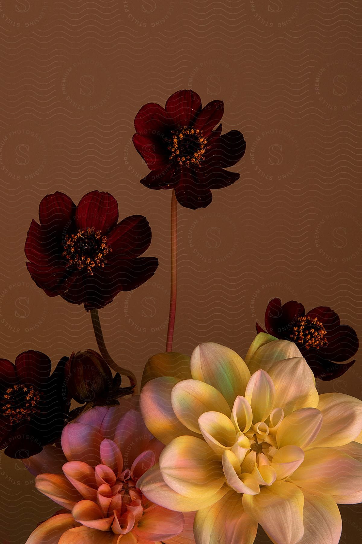 Close-up on flowers with petals of different colors on a blurry background