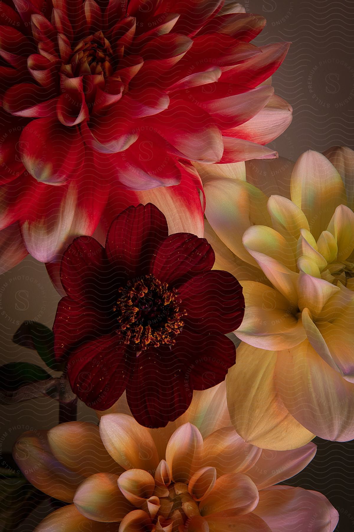 Close-up of flowers, with a large red and white dahlia, a dark red flower, and soft yellow petals in the composition.
