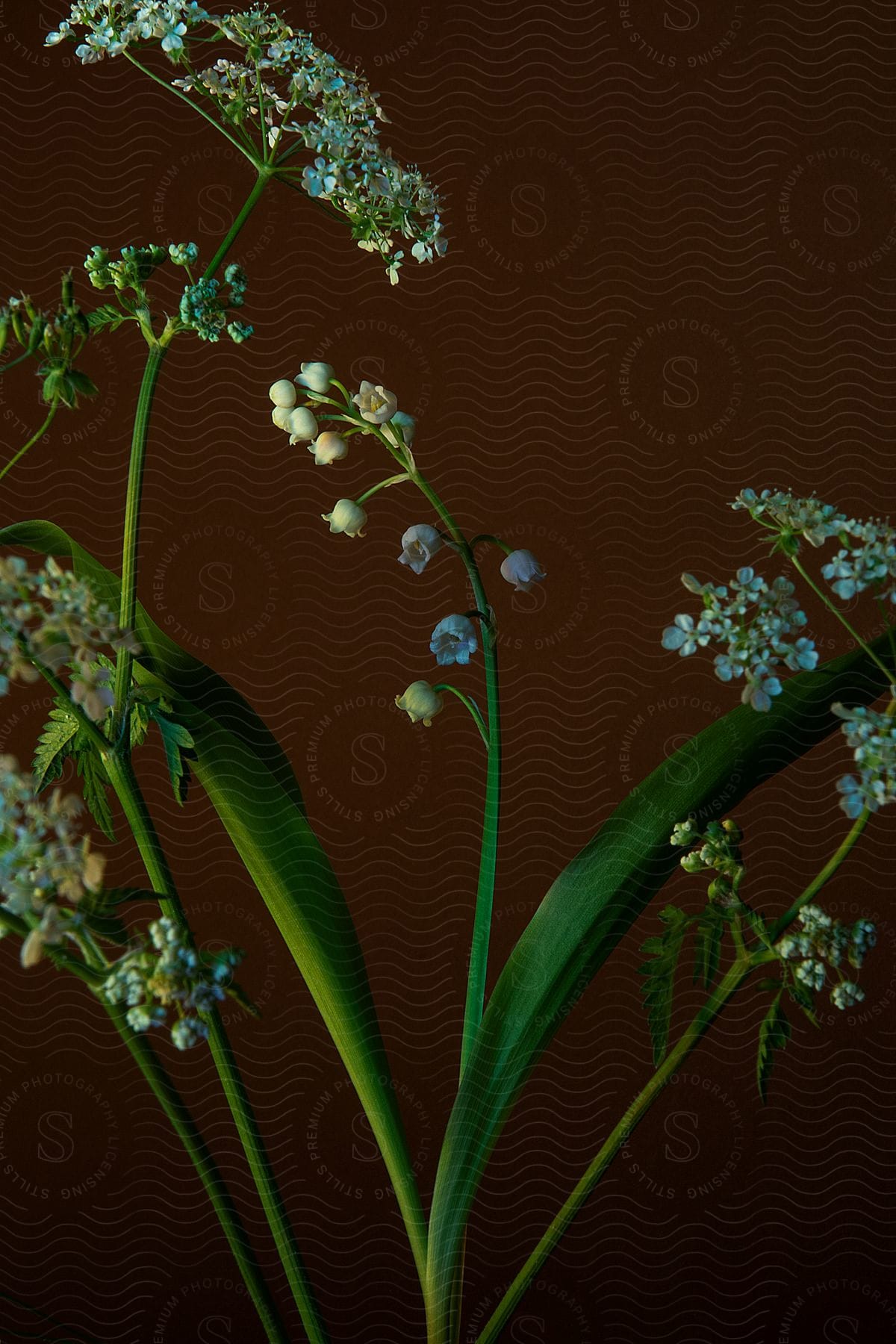 Plant with its green stem of small flowers and white shoots on a dark brown background