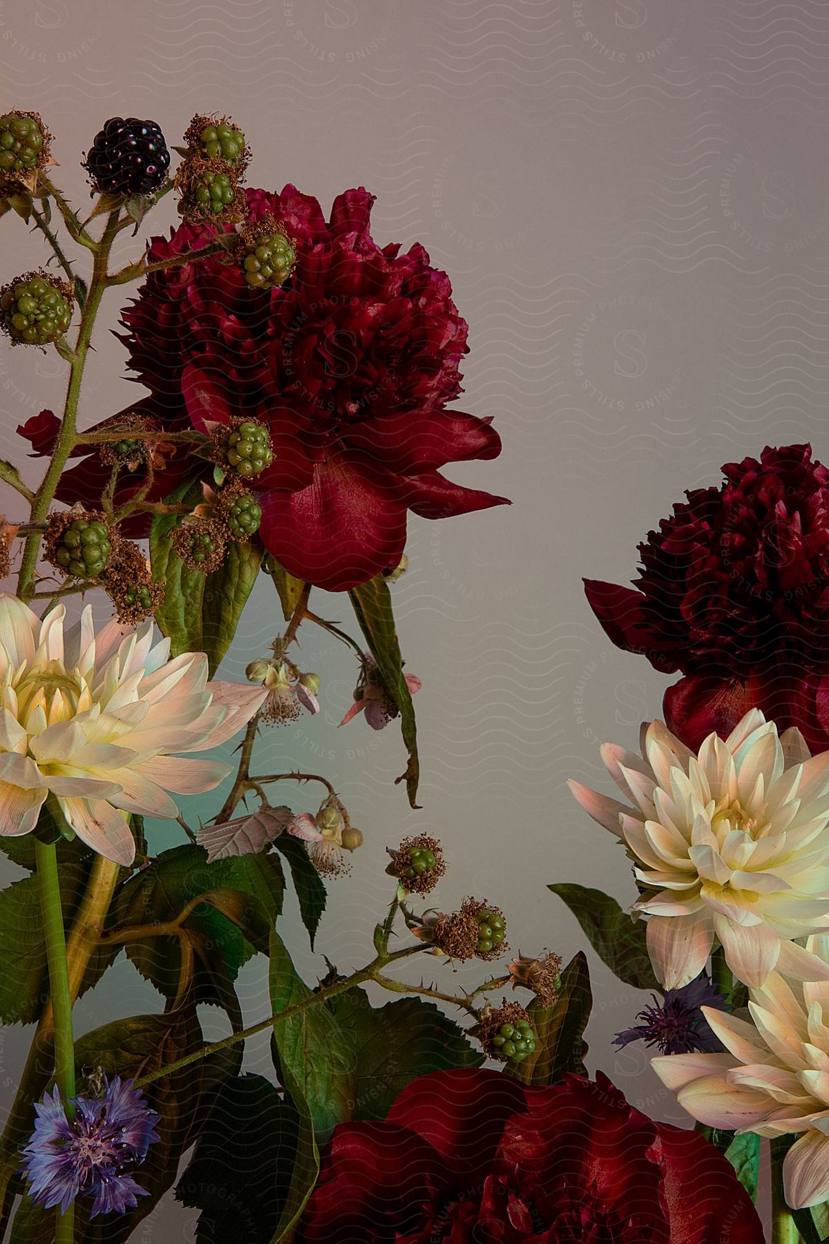 White and red flowers on a soft color background.