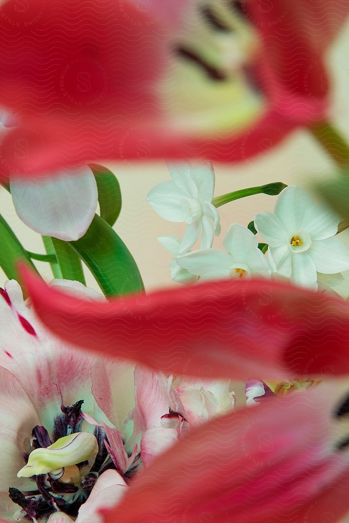 Close up of red white and pink flowers