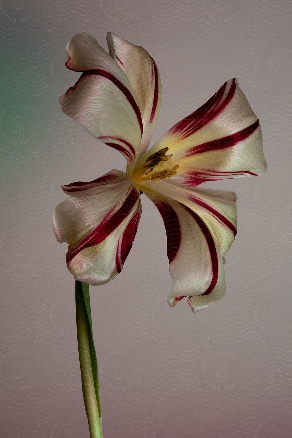 Flower with striped red and white petals