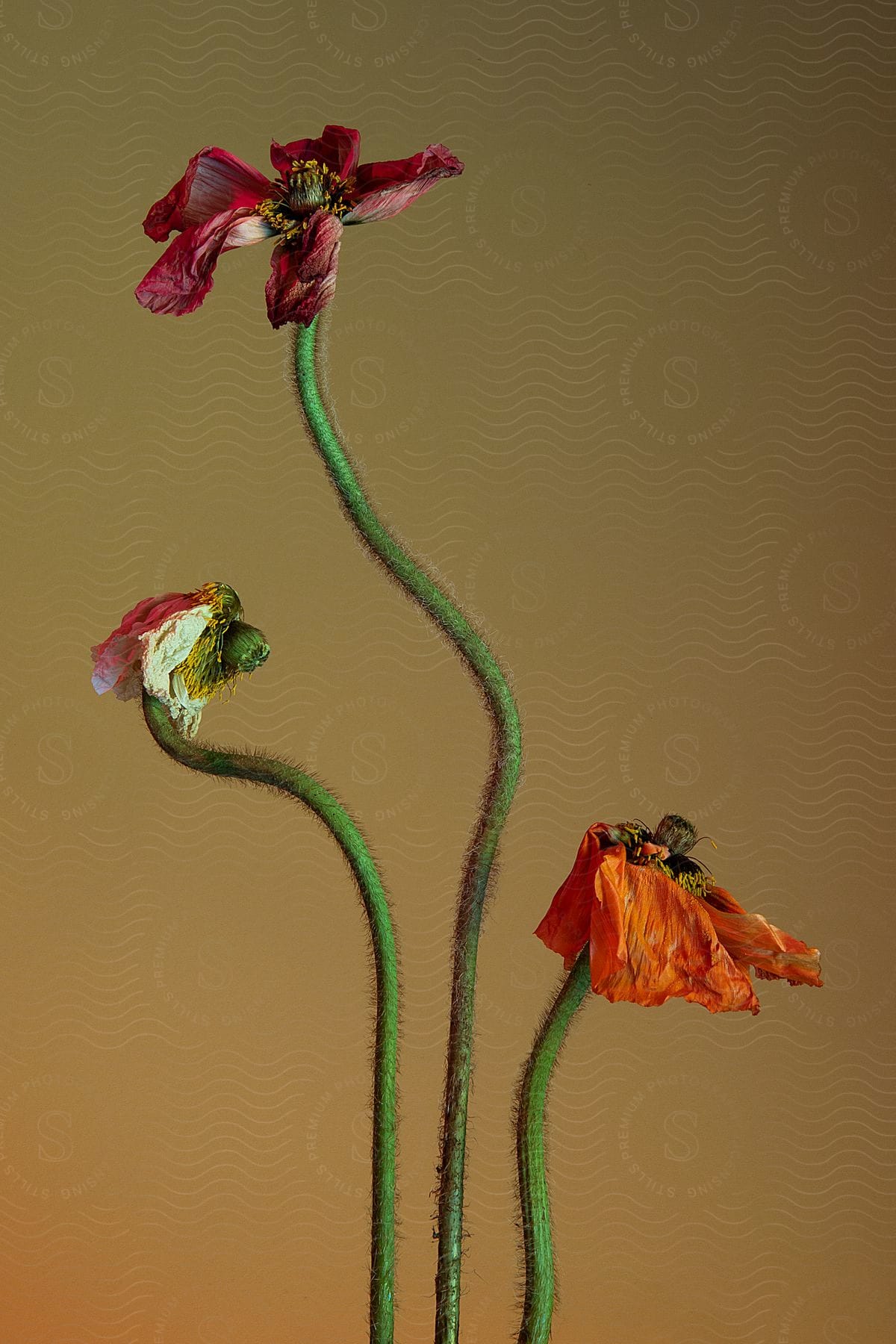 a dying plant and flower against a yellow background