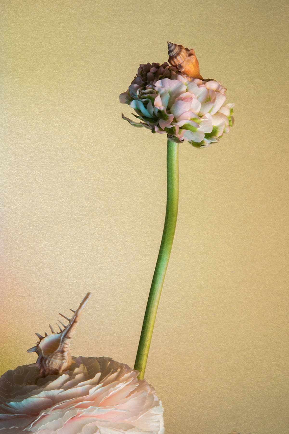 At the bottom there is a flower with white petals and a shell at the top and next to it there is a green stem and at the top there is another similar flower and there is also a shell at the top