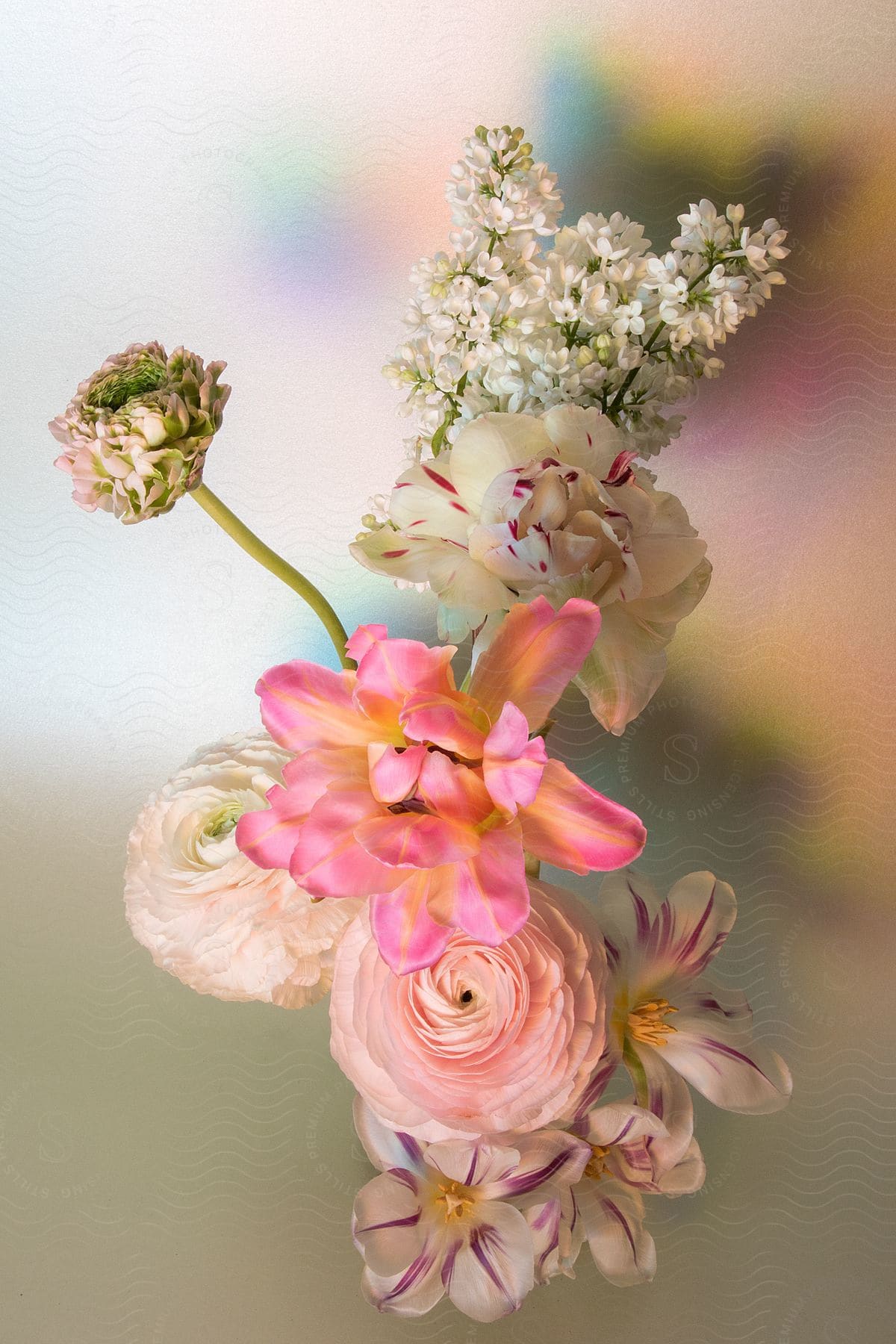 Still life of pink and white flowers of different species on a blurry background