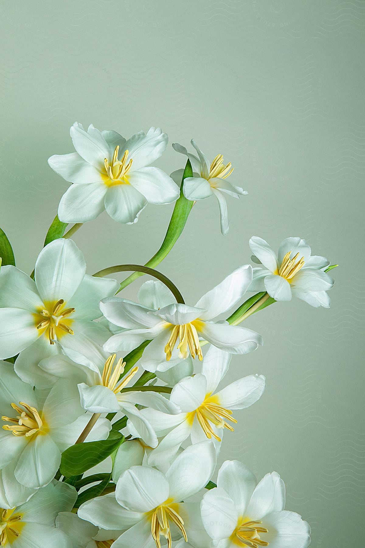 A cluster of white flowers with yellow stamens, standing out against a soft green background.